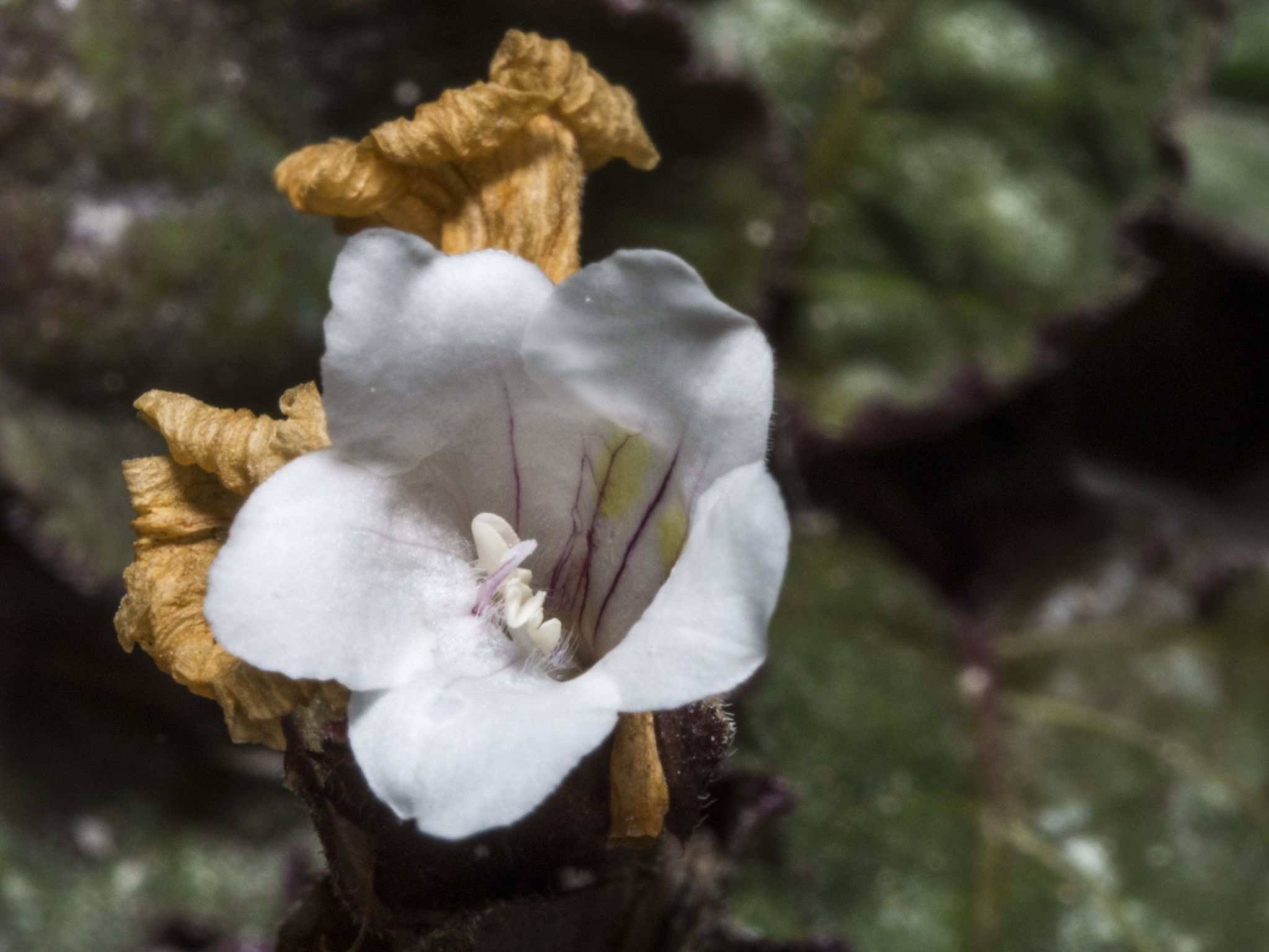 Strobilanthes alternata