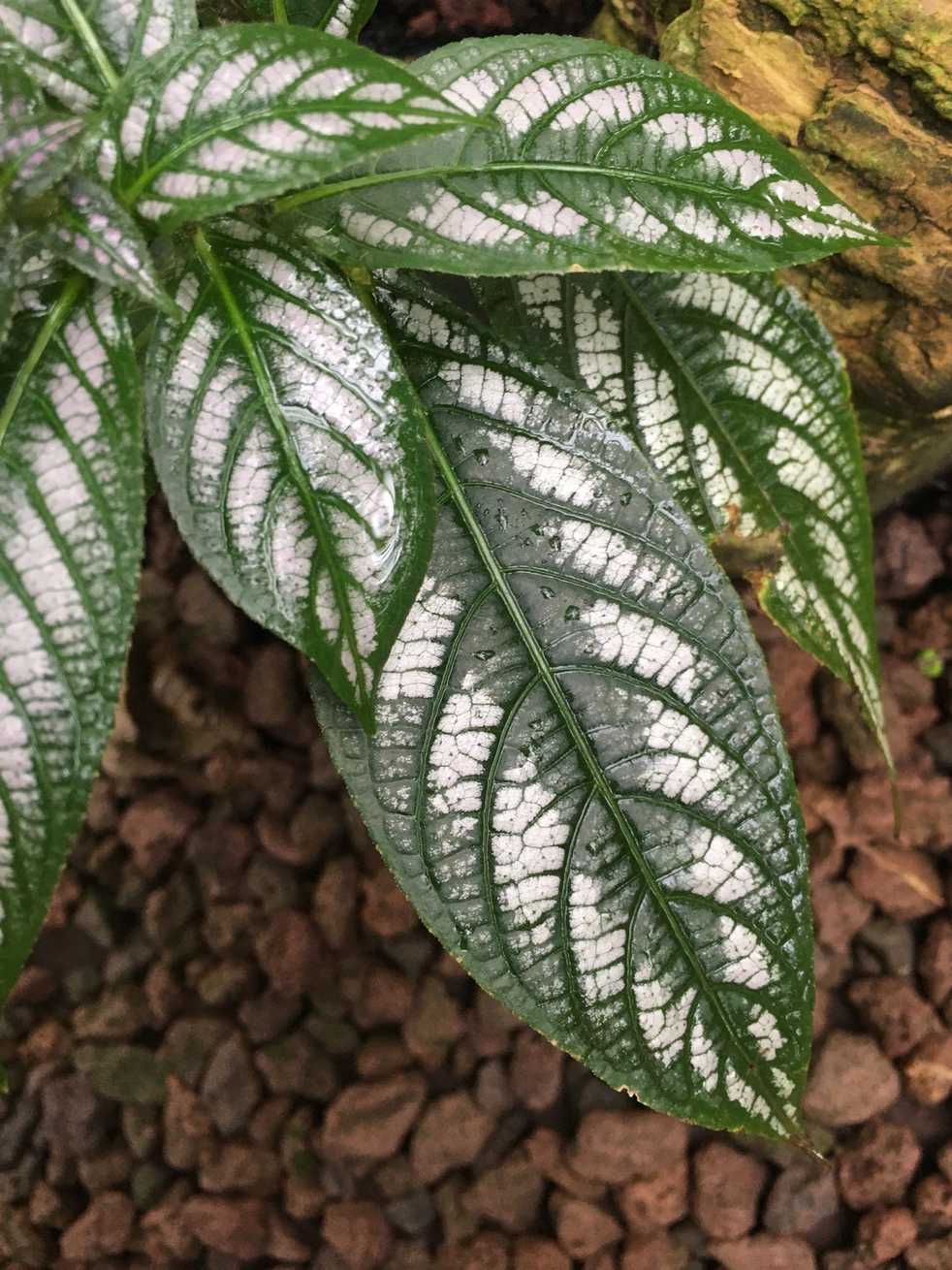 Strobilanthes maculata