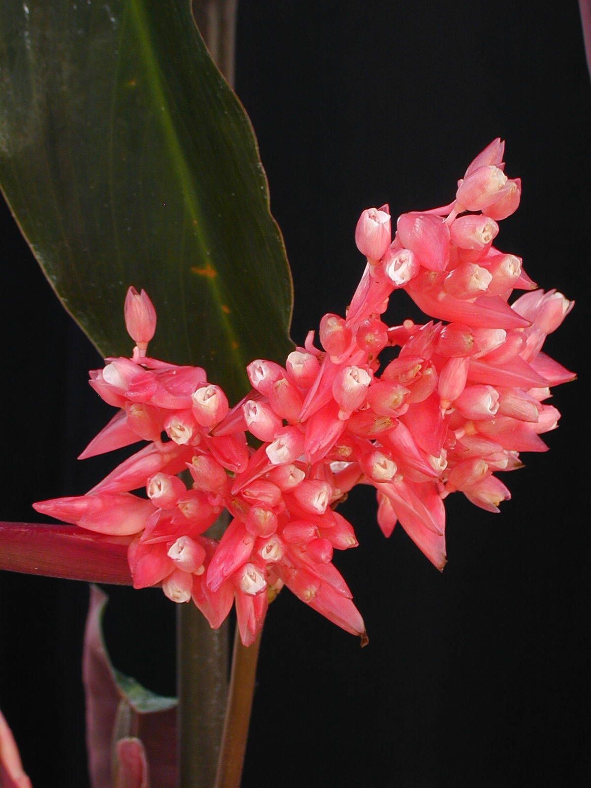 Stromanthe sanguinea