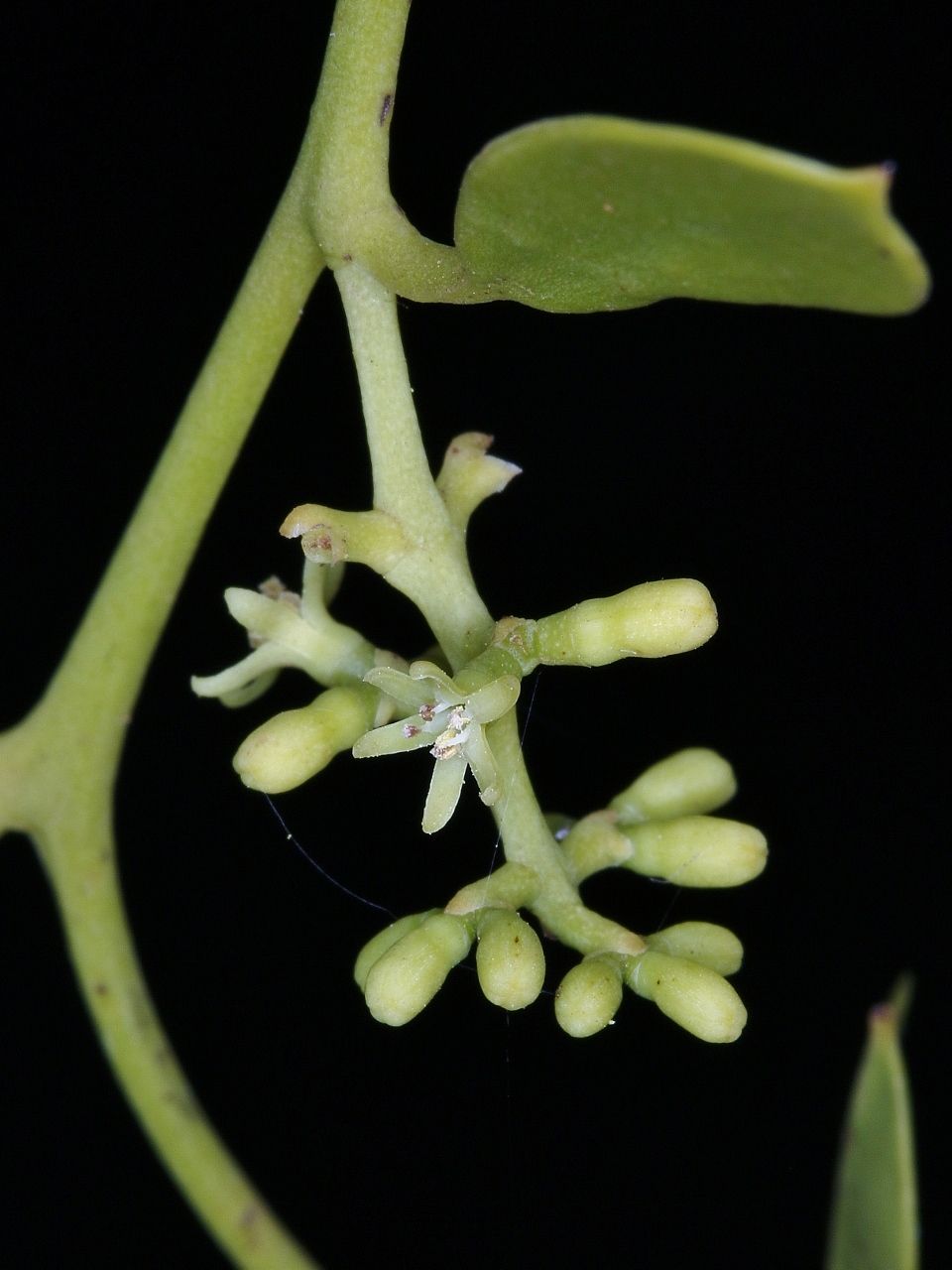 Struthanthus flexicaulis