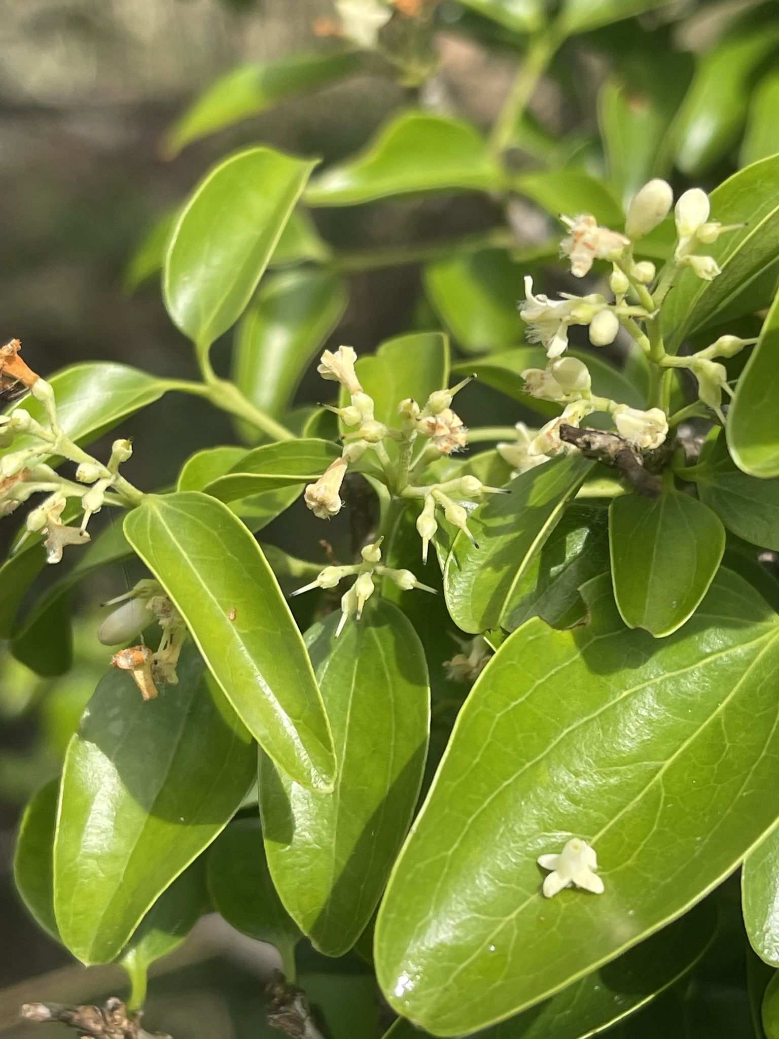 Strychnos decussata