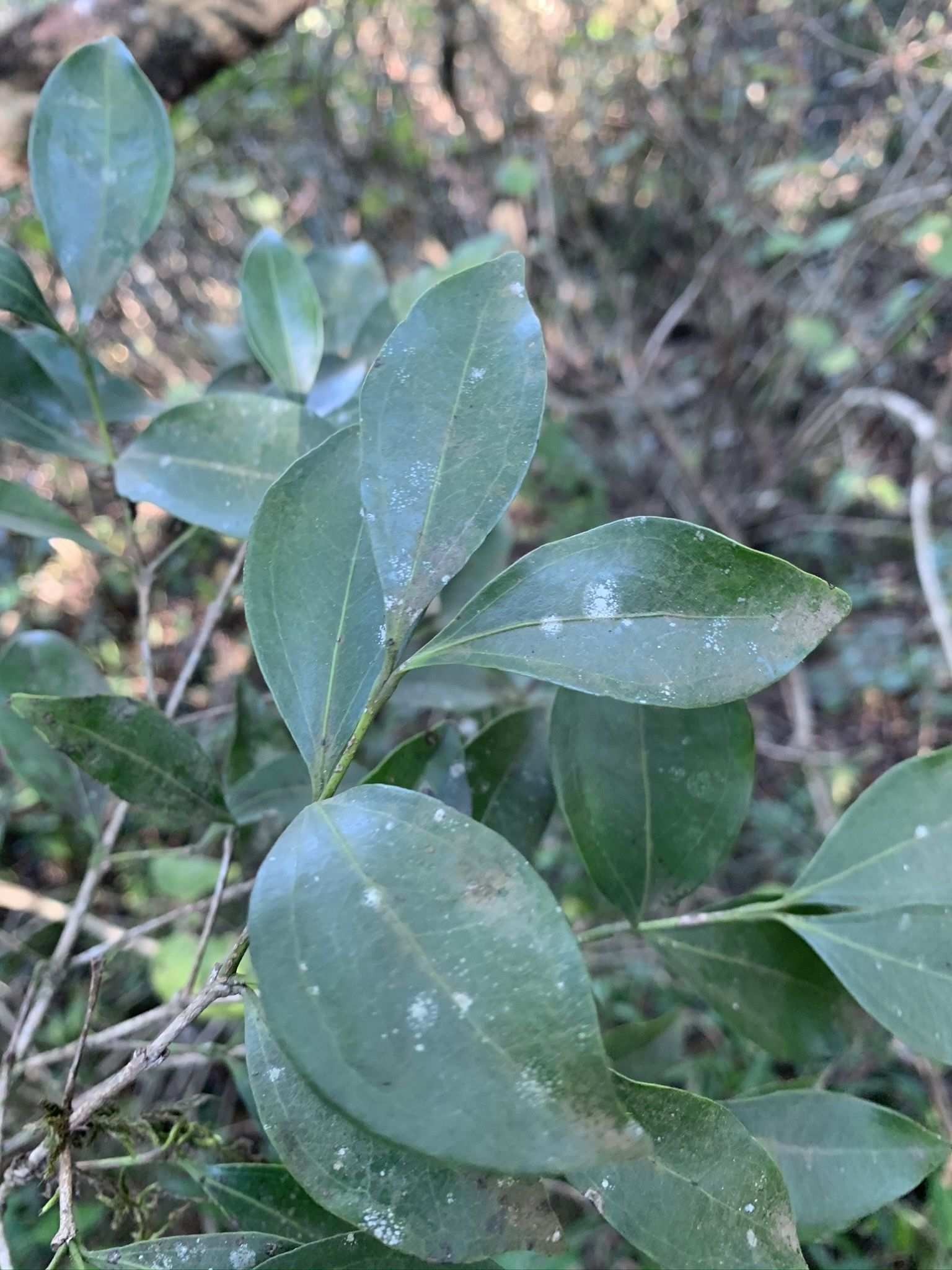 Strychnos henningsii