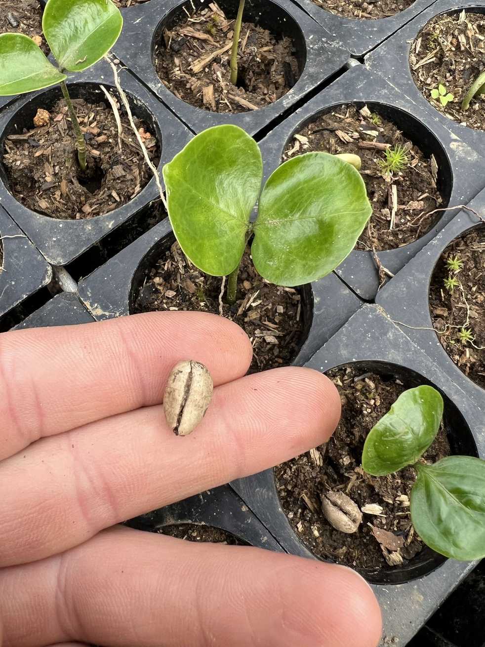 Strychnos mellodora