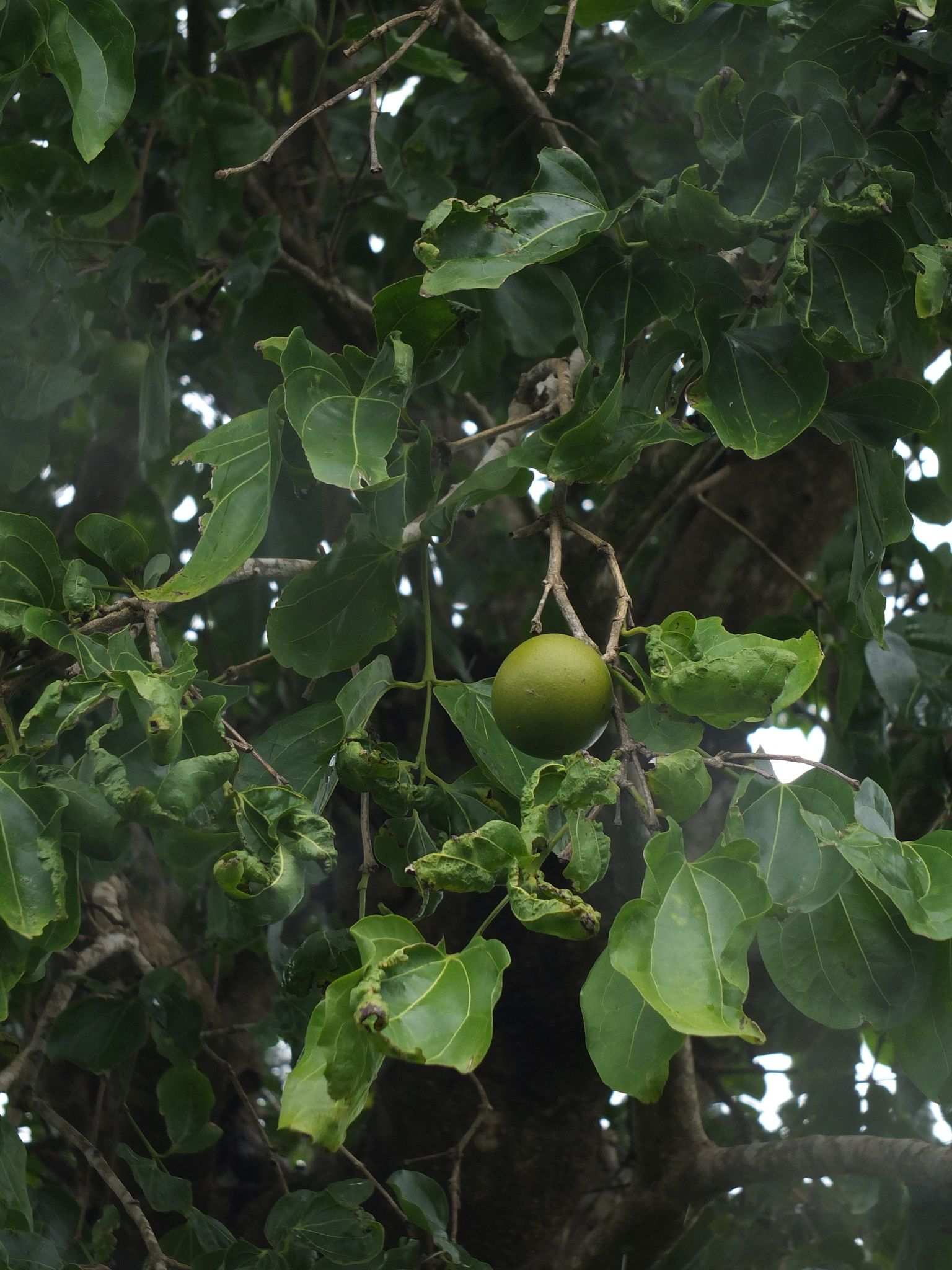 Strychnos nux-vomica