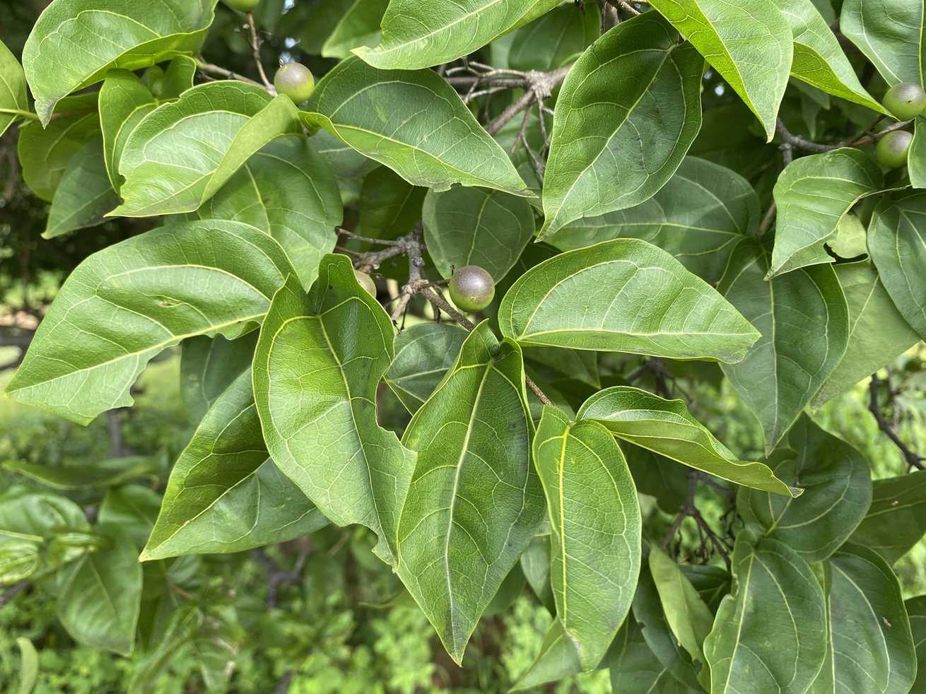 Strychnos potatorum