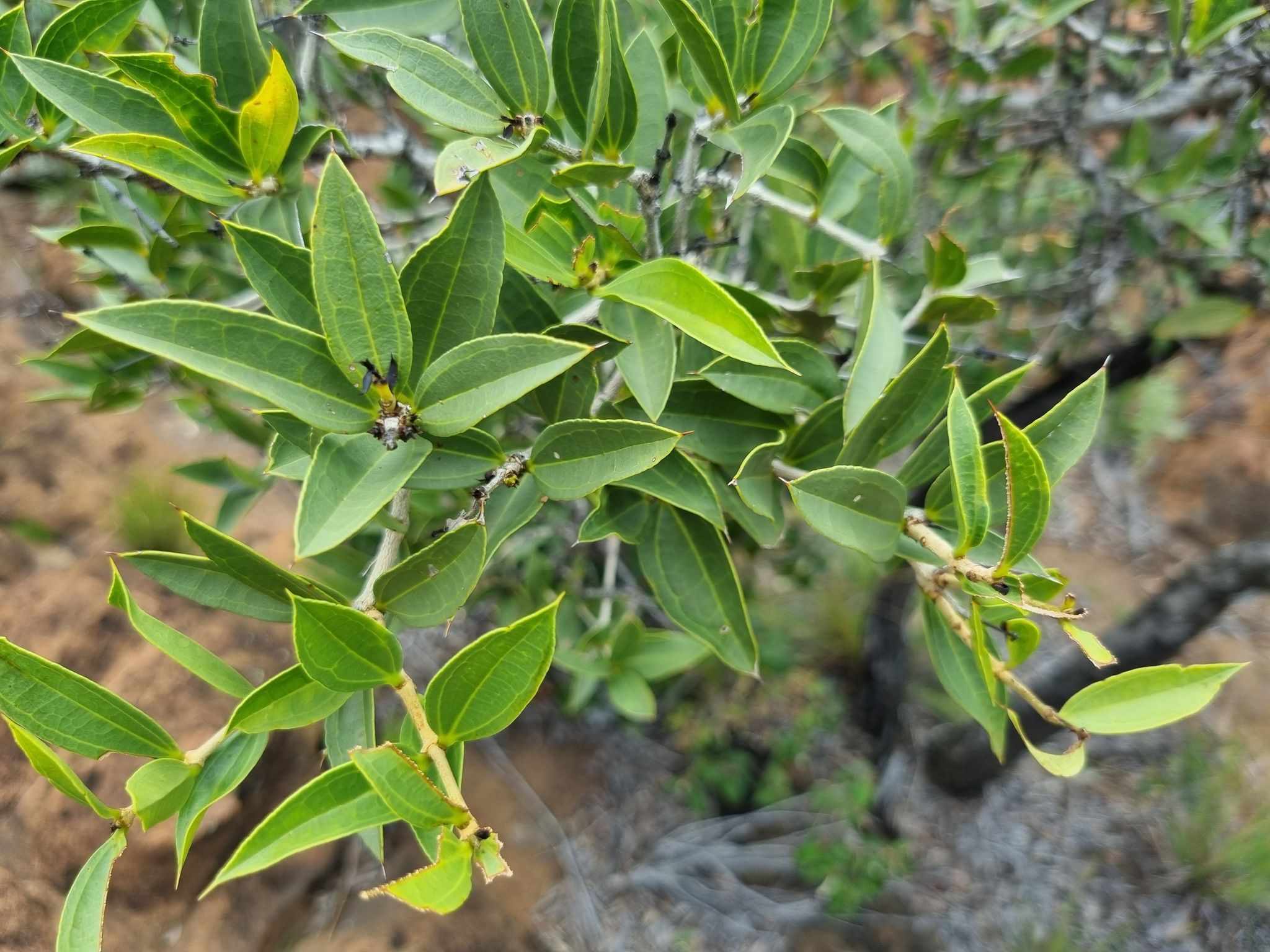 Strychnos pungens