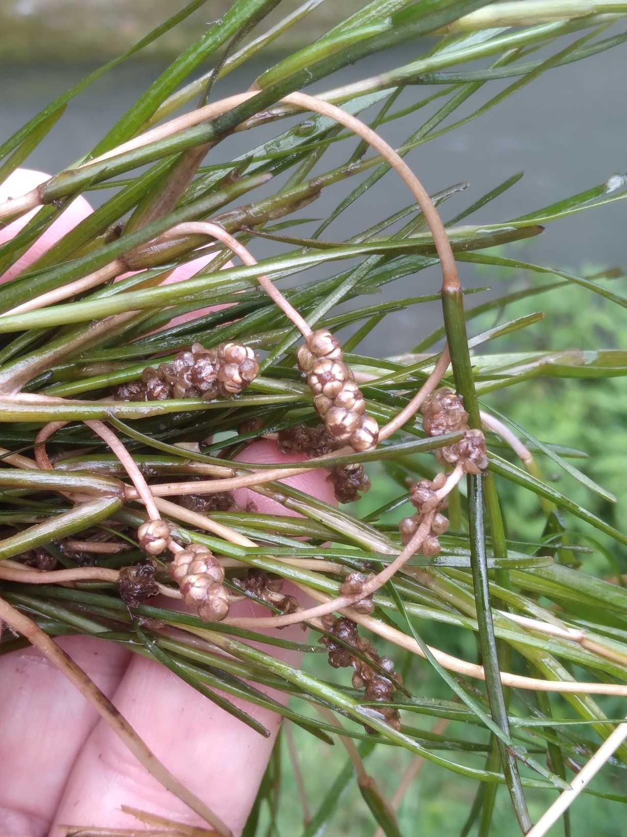 Stuckenia striata