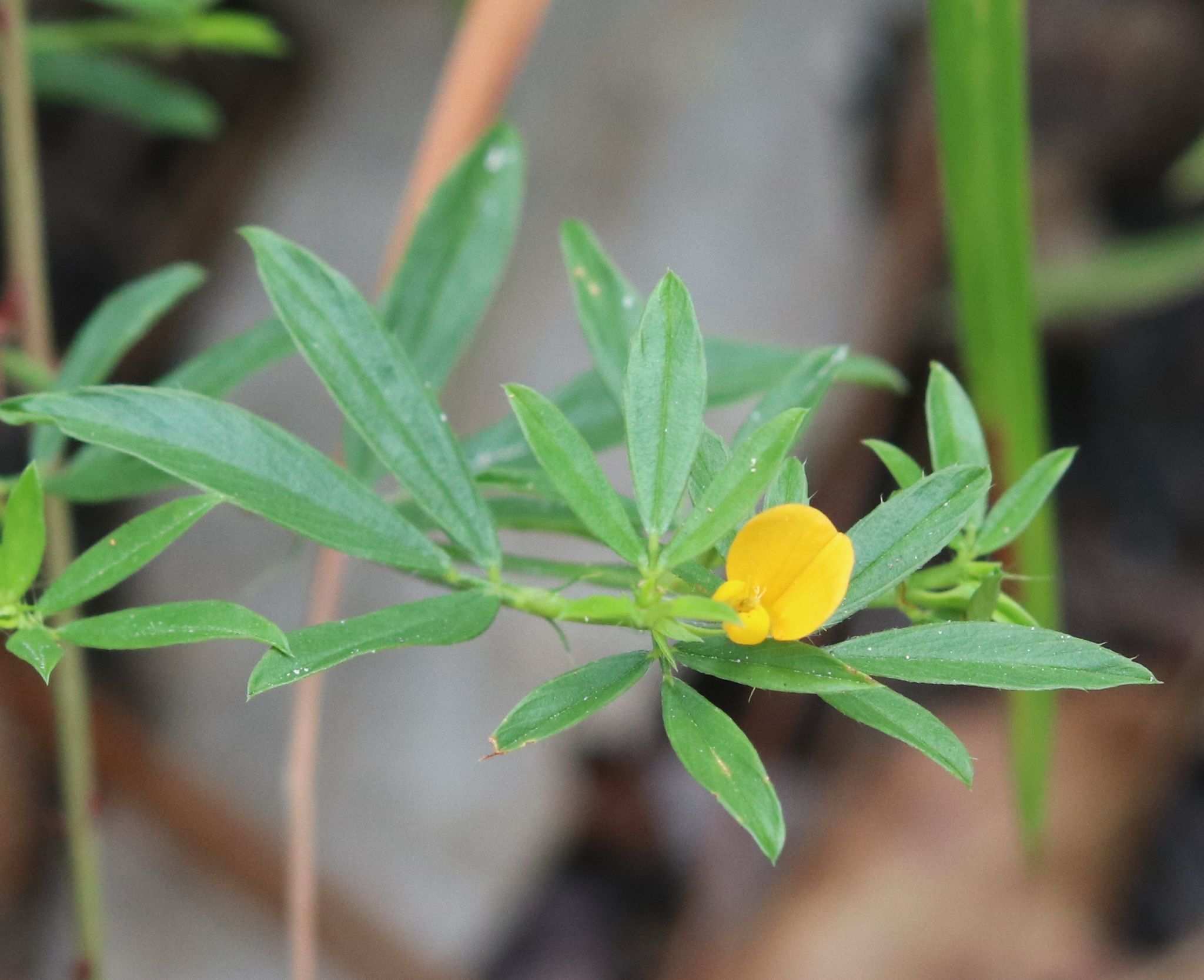 Stylosanthes