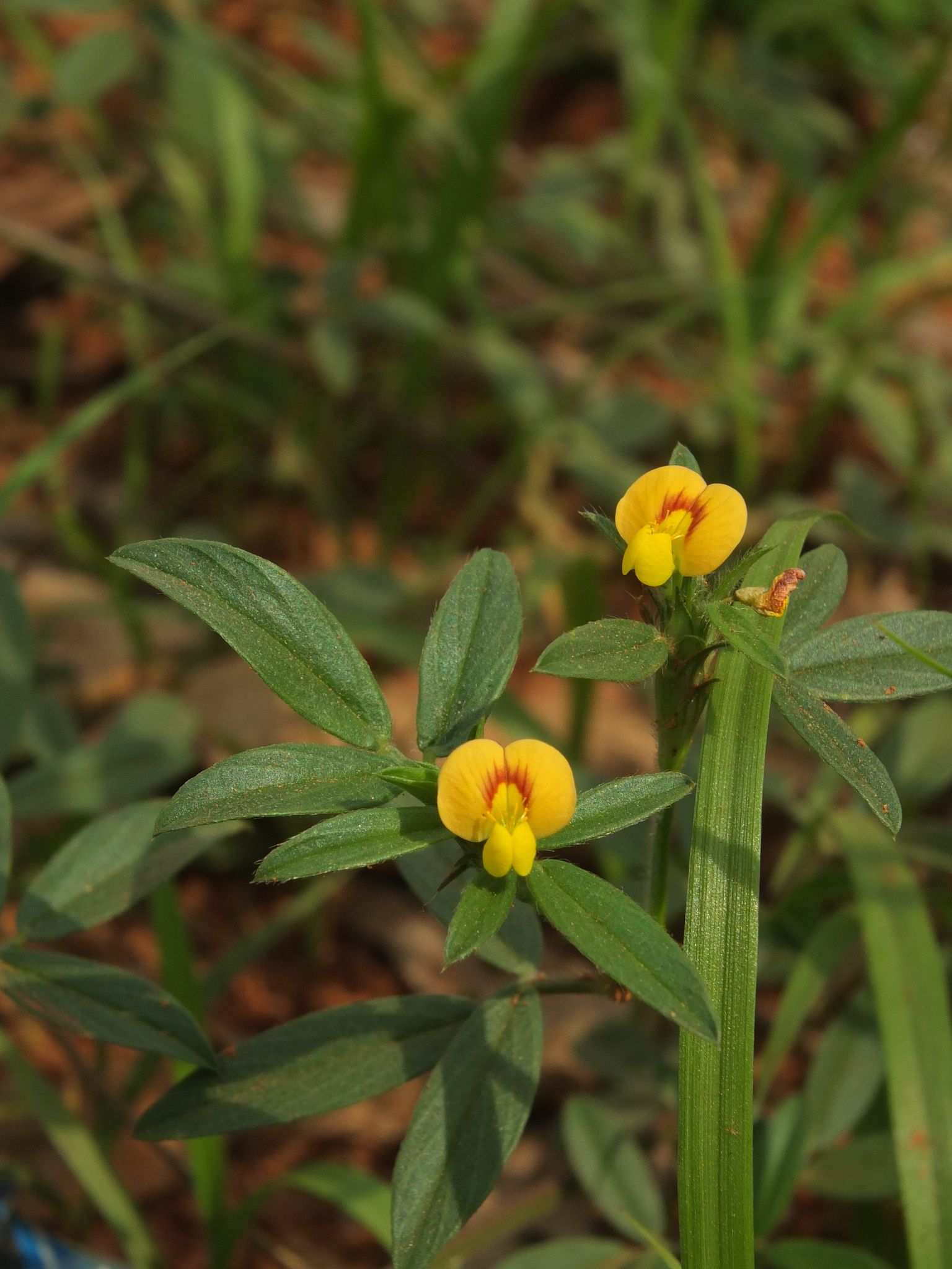 Stylosanthes guianensis