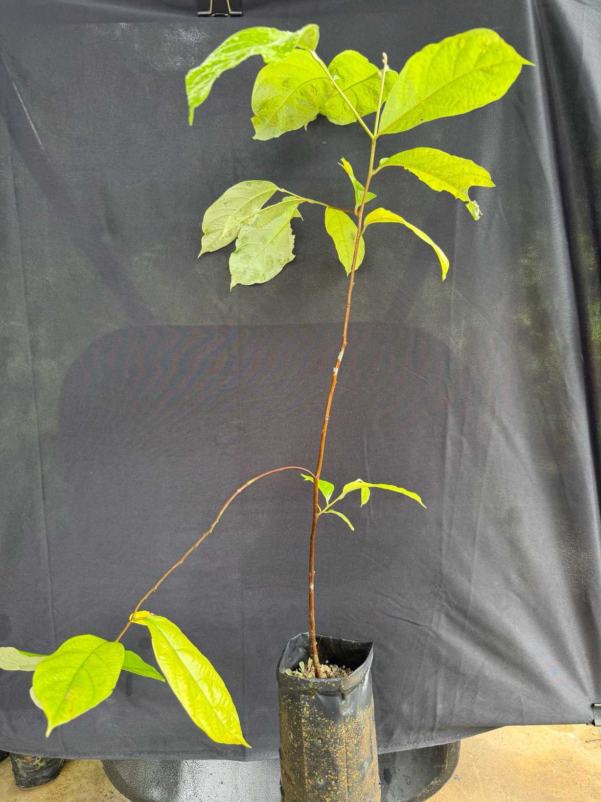Styrax benzoin