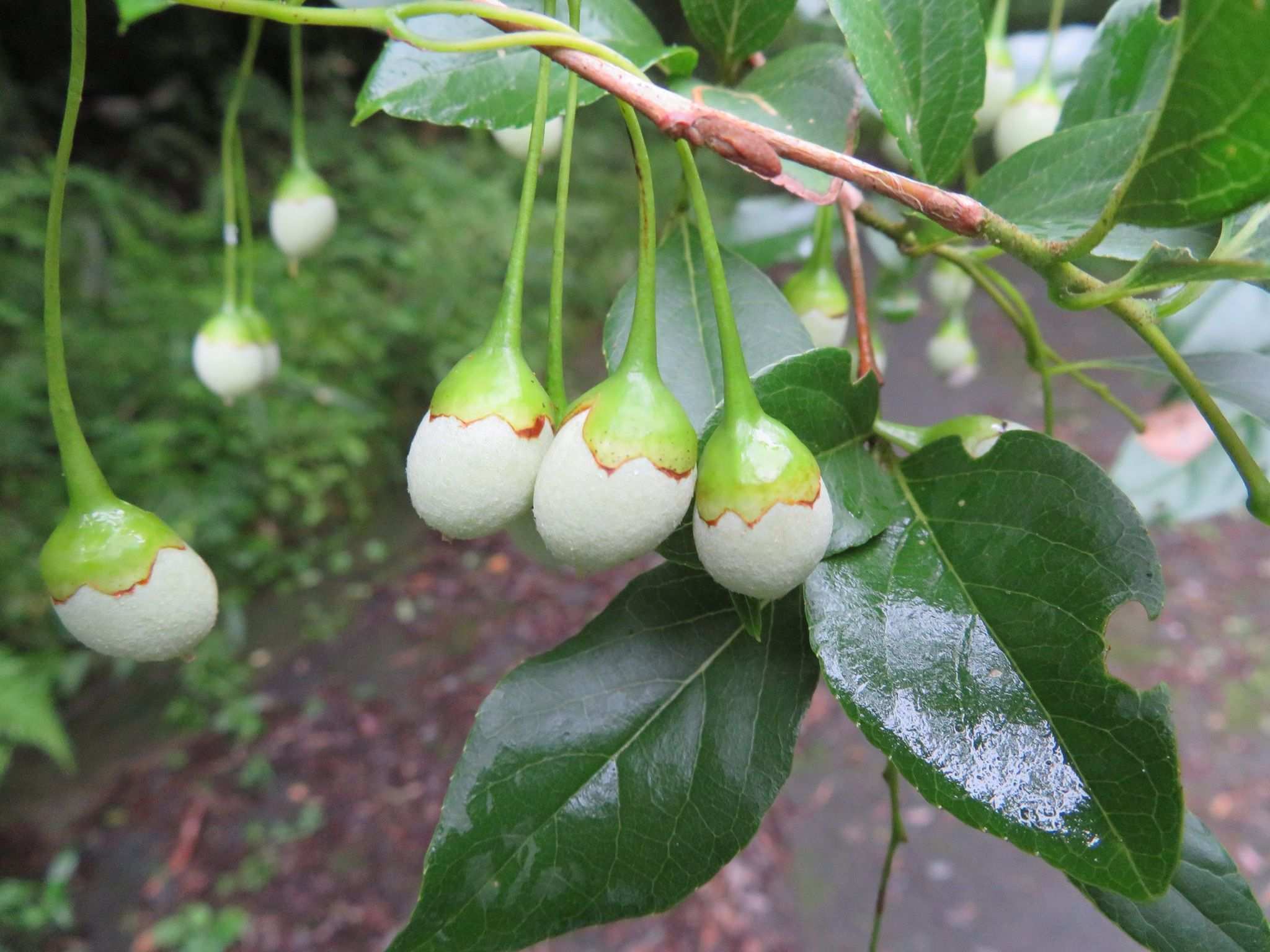 Styrax japonicus