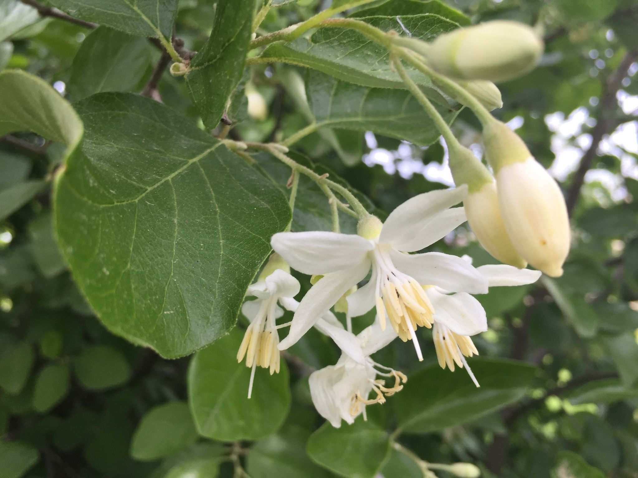 Styrax officinalis