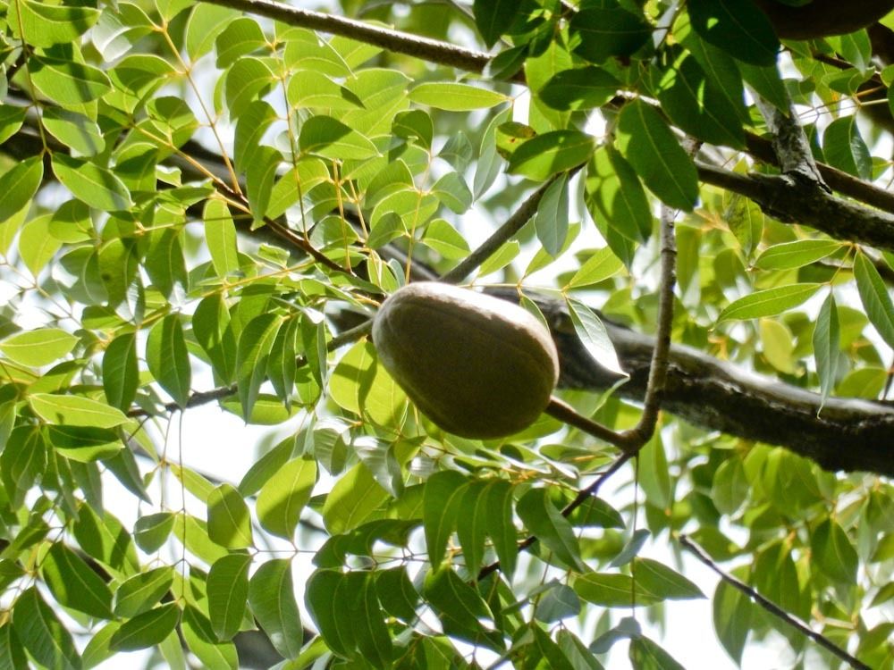Swietenia mahagoni