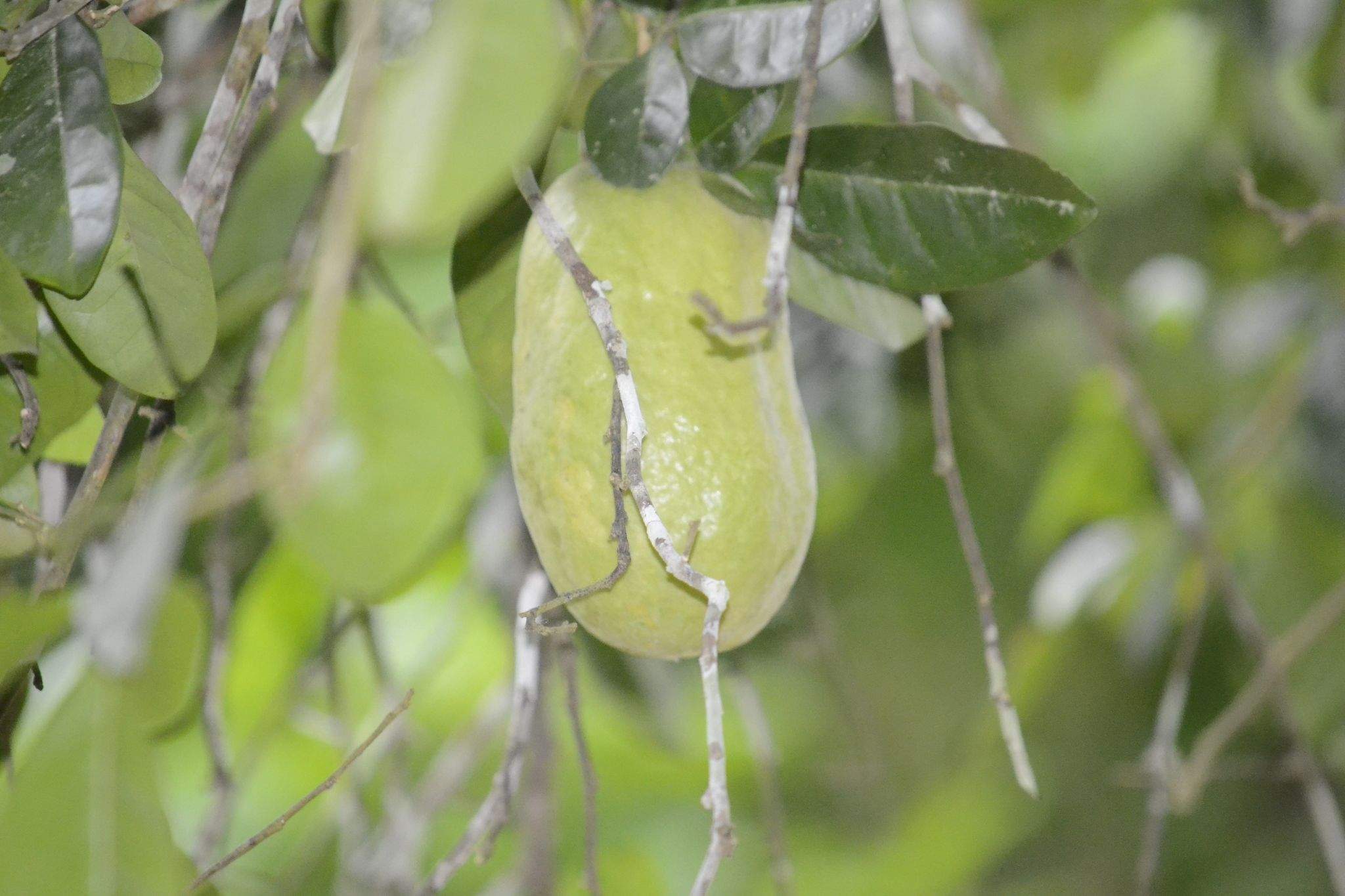 Swinglea glutinosa