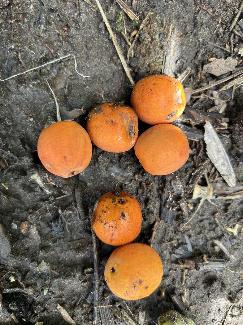 Syagrus schizophylla