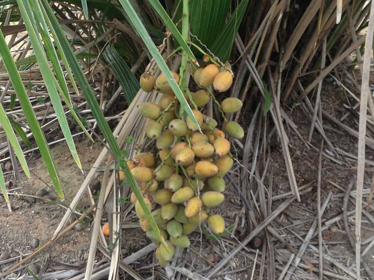 Syagrus vagans