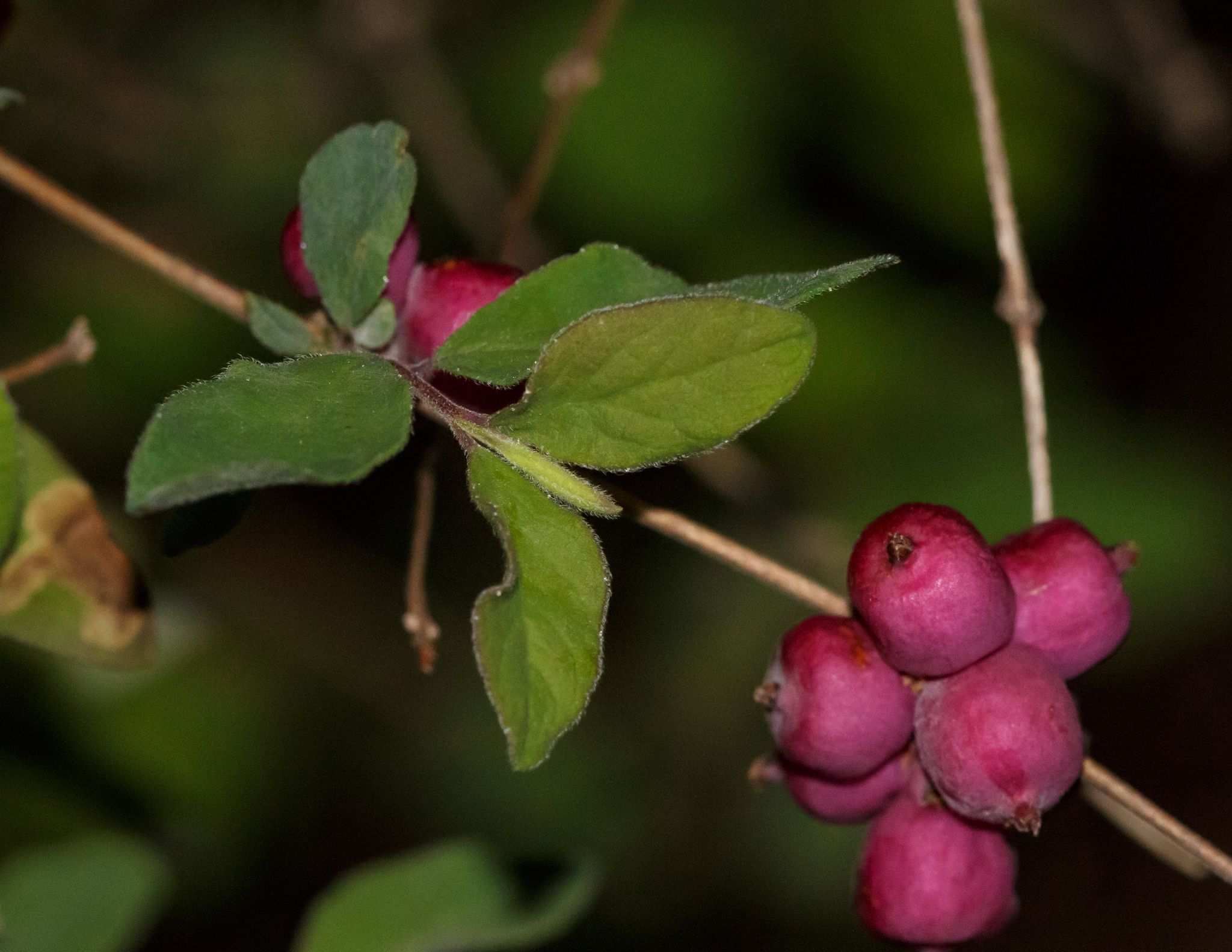 Symphoricarpos orbiculatus