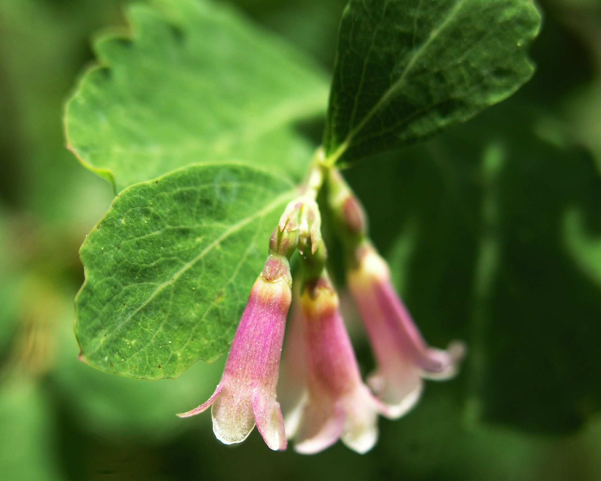 Symphoricarpos rotundifolius