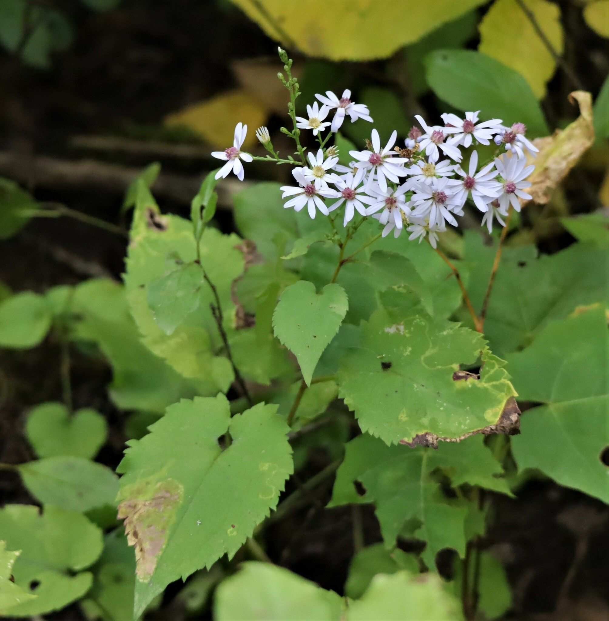 Symphyotrichum cordifolium