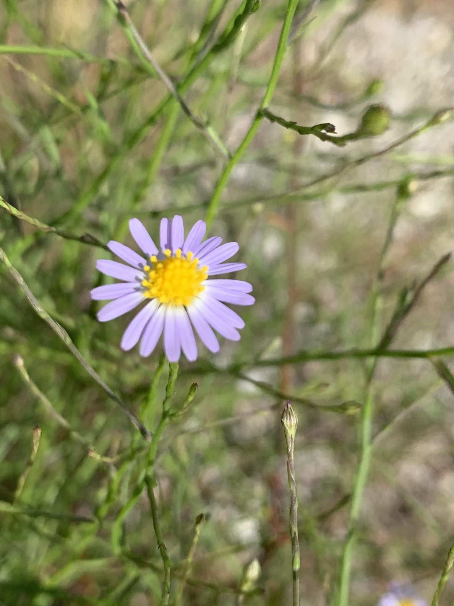 Symphyotrichum divaricatum
