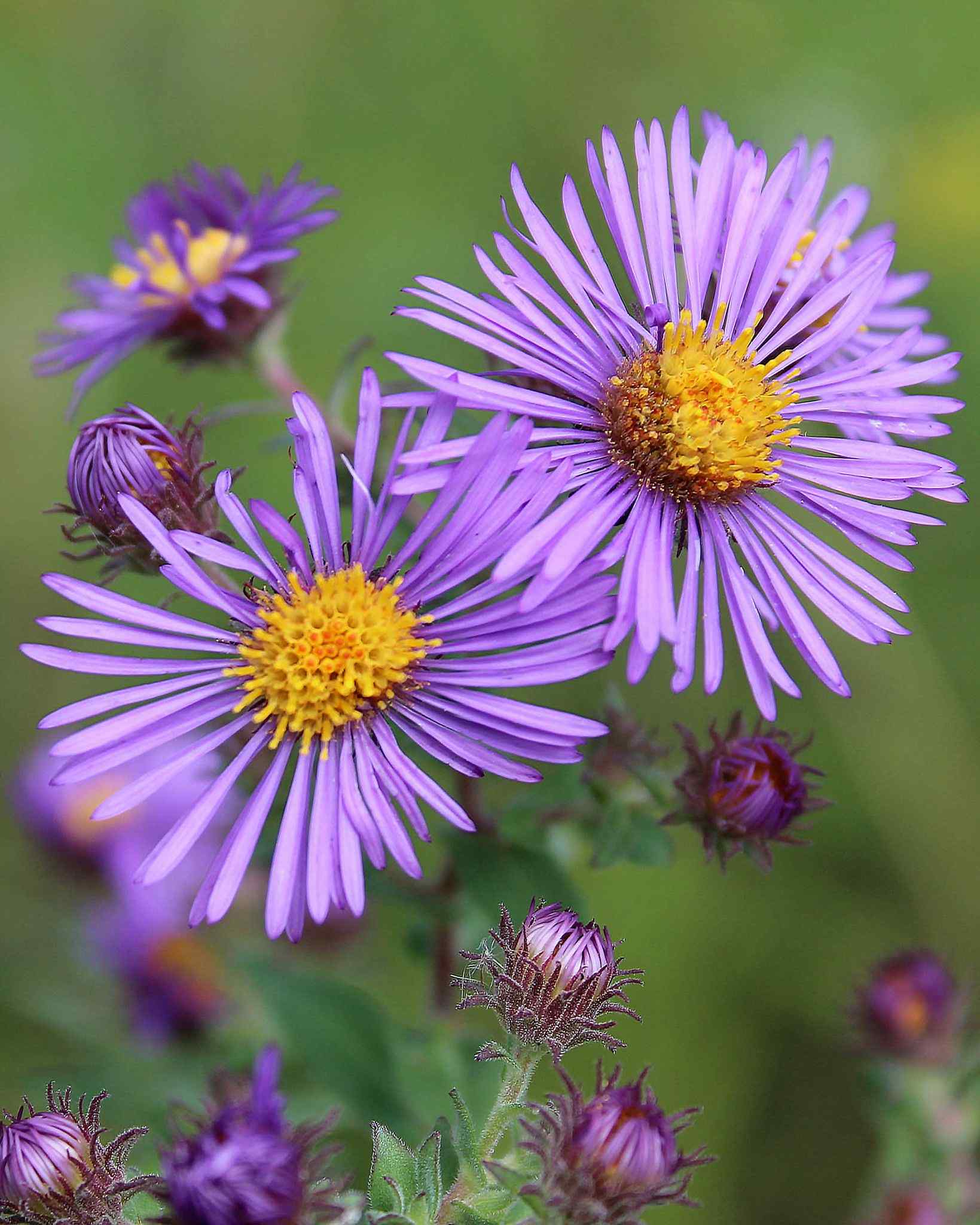 Symphyotrichum novae-angliae