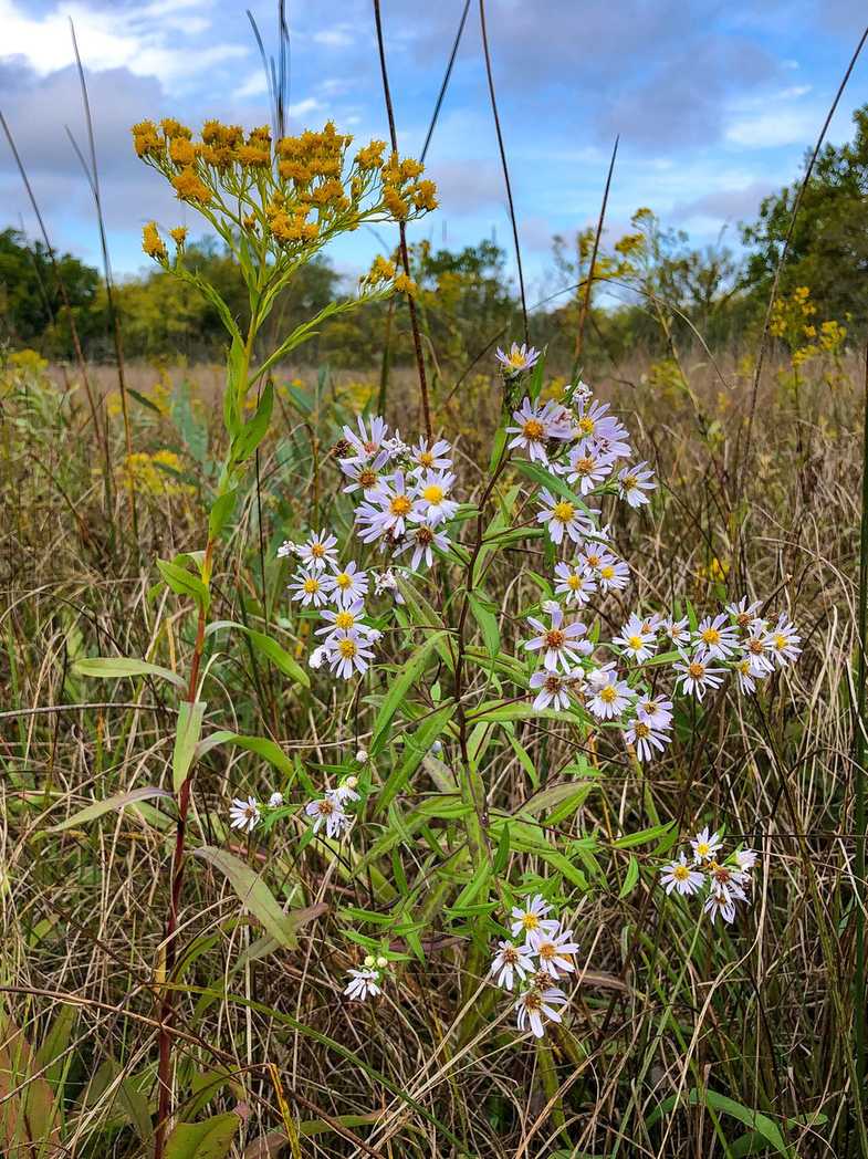 Symphyotrichum praealtum