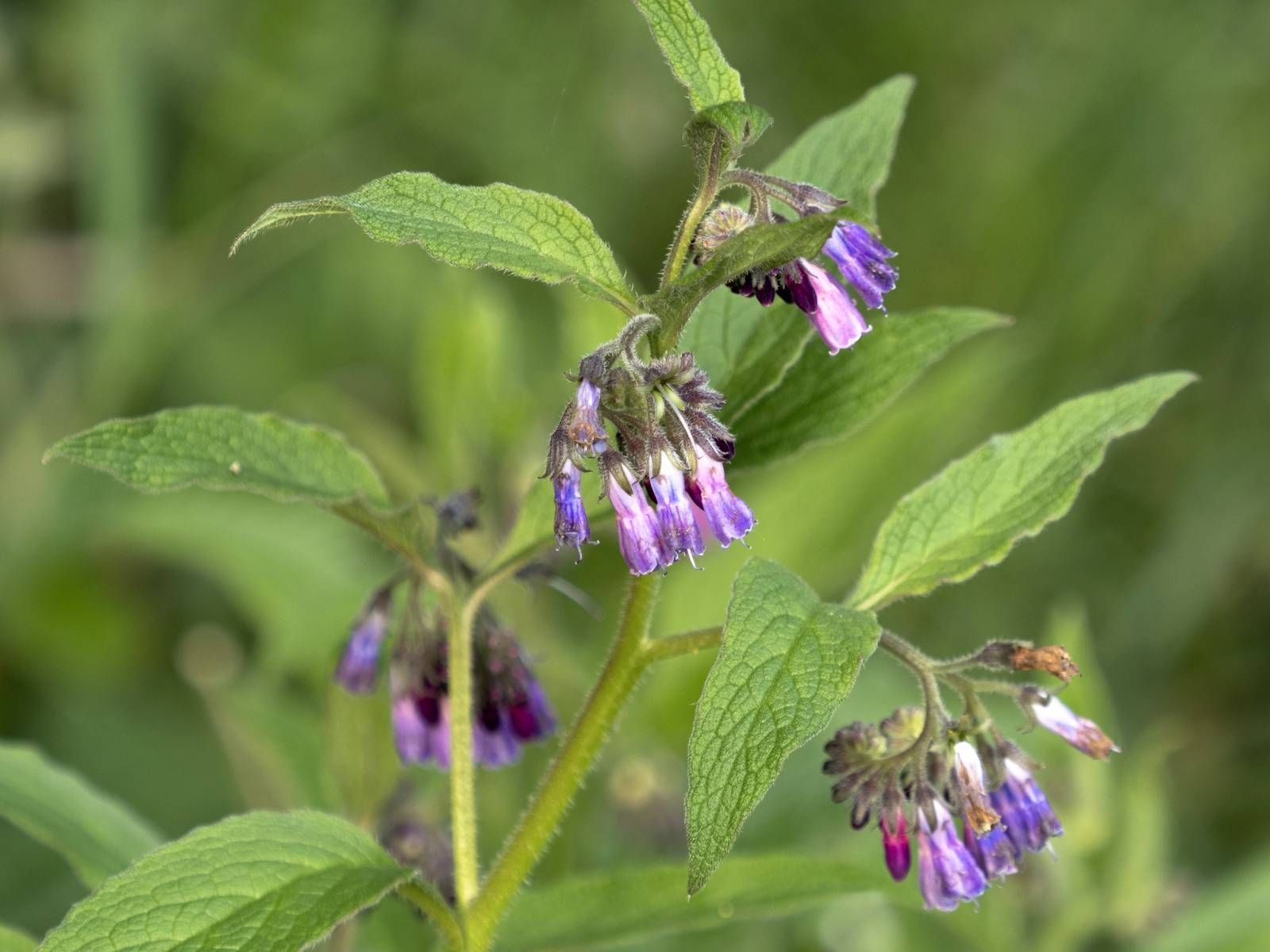 Symphytum officinale