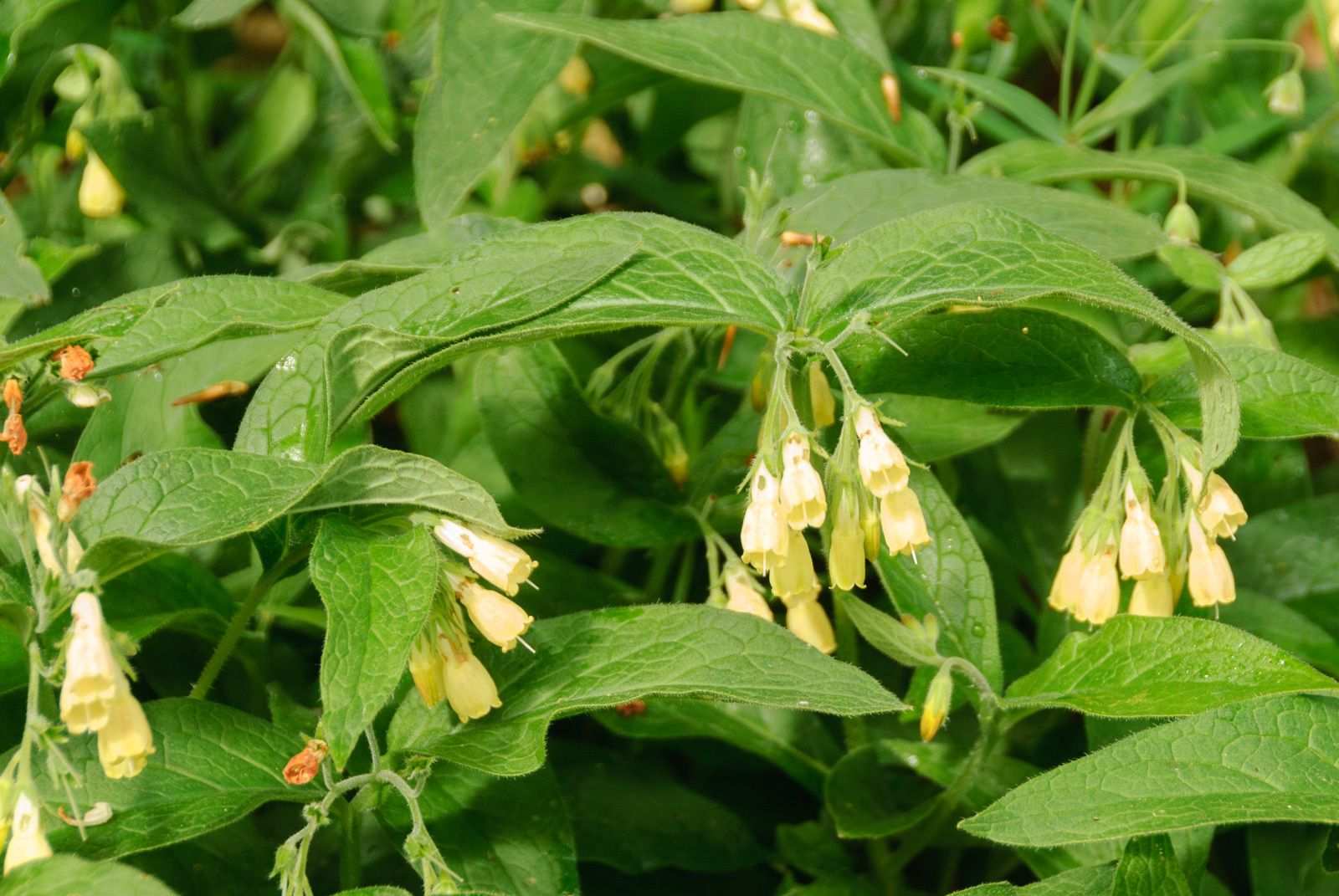 Symphytum tuberosum