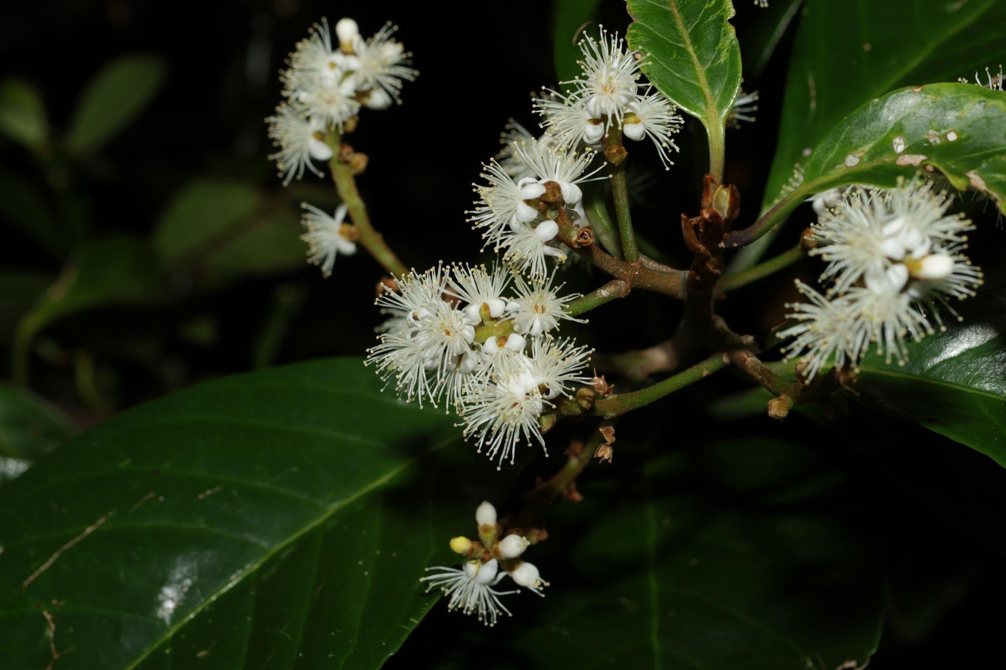 Symplocos cochinchinensis