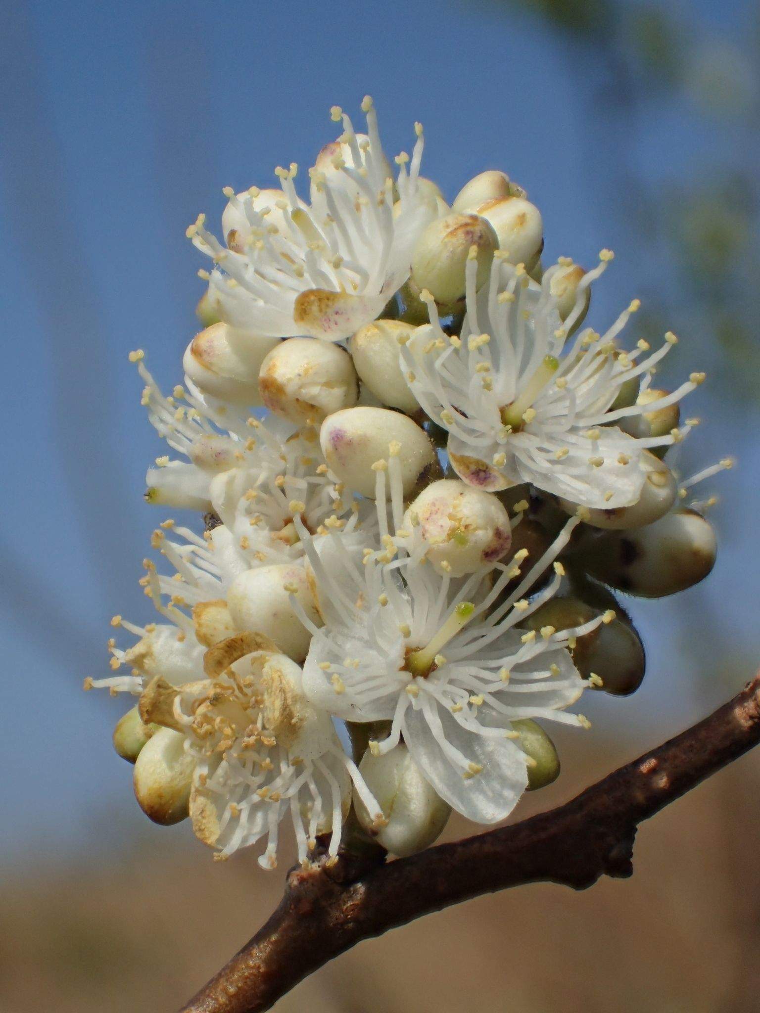 Symplocos paniculata