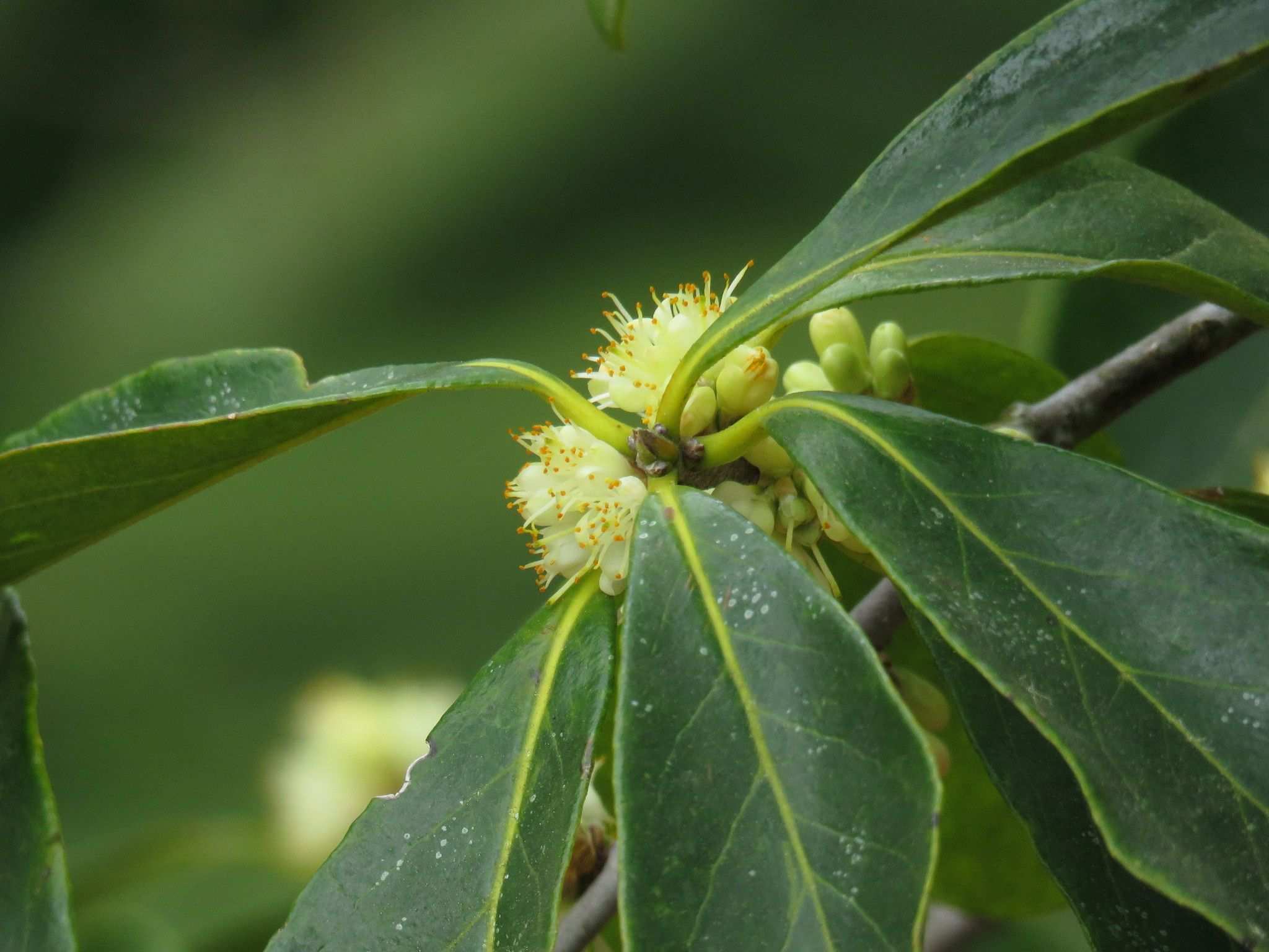 Symplocos tinctoria