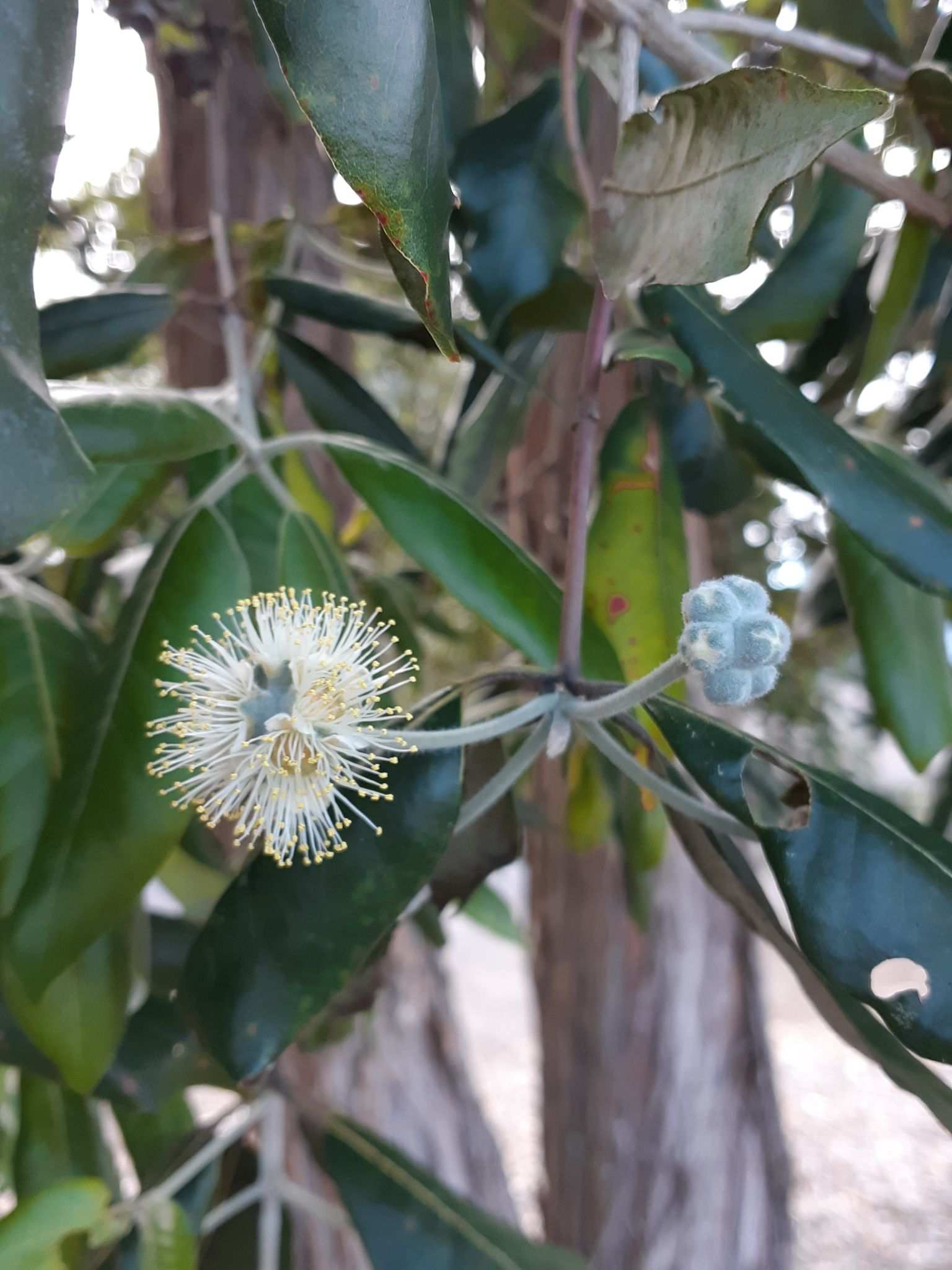 Syncarpia glomulifera