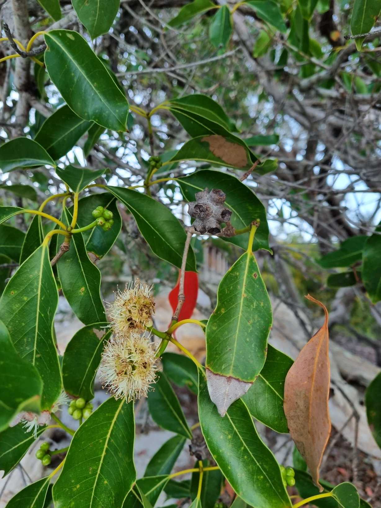 Syncarpia hillii
