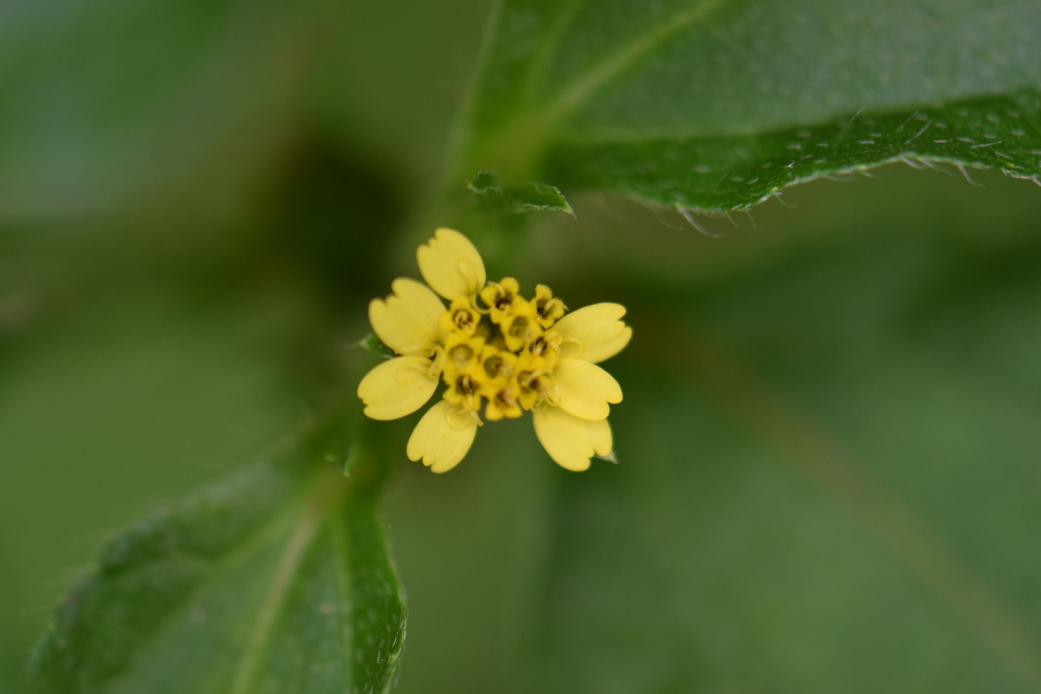 Synedrella nodiflora