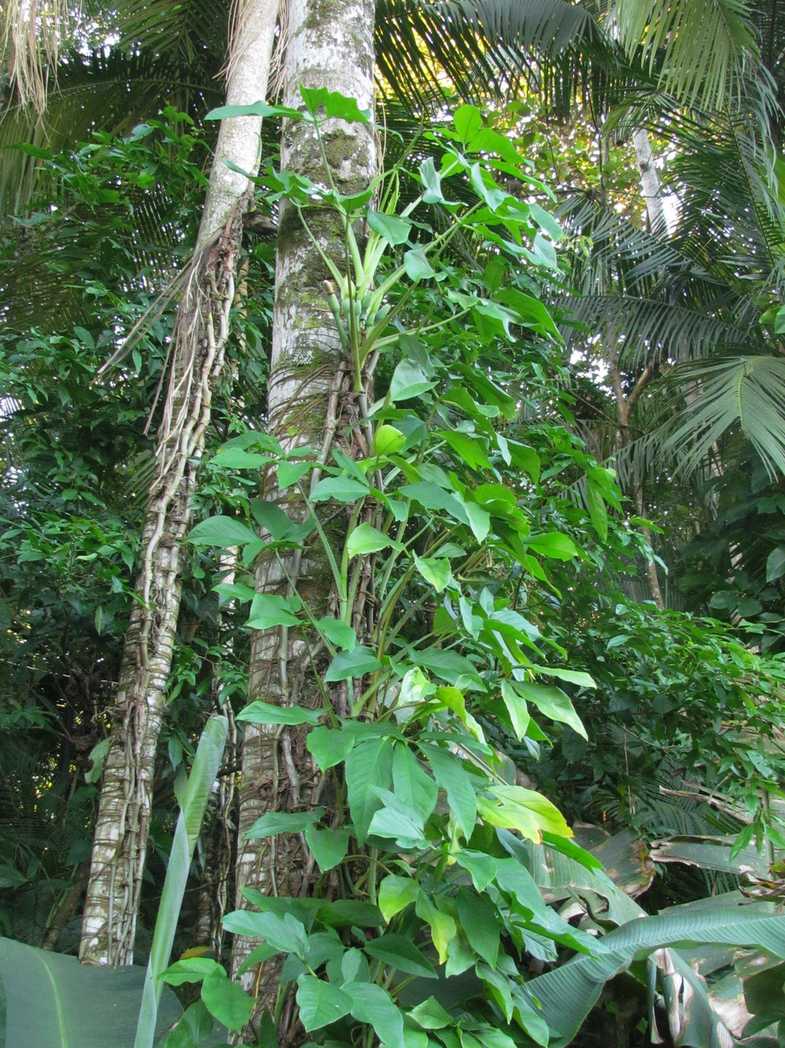 Syngonium