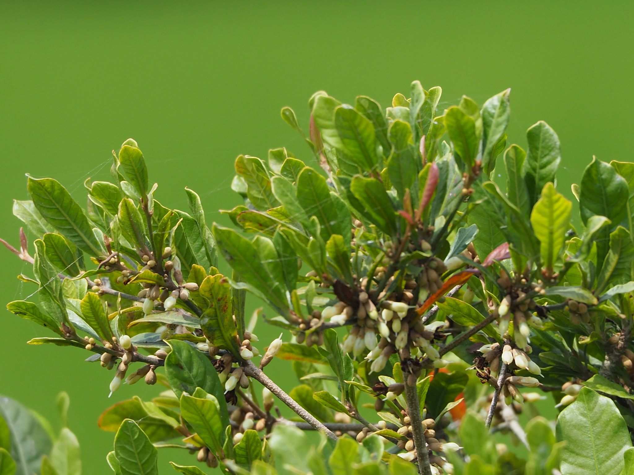 Synsepalum dulcificum