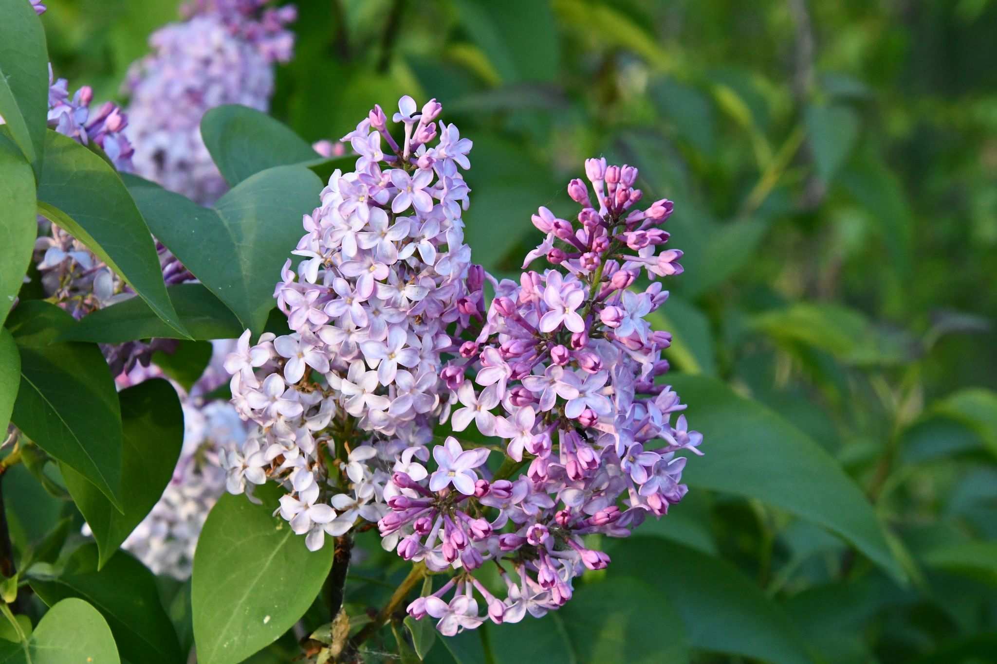 Syringa