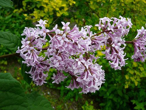 Syringa josikaea