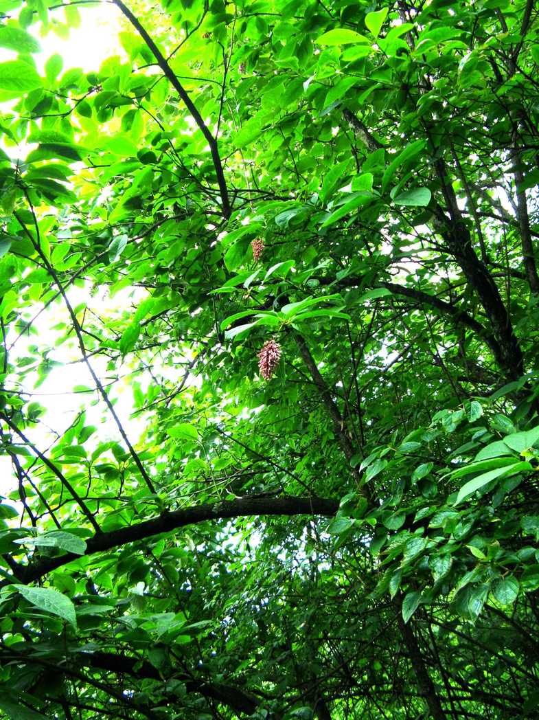 Syringa komarowii
