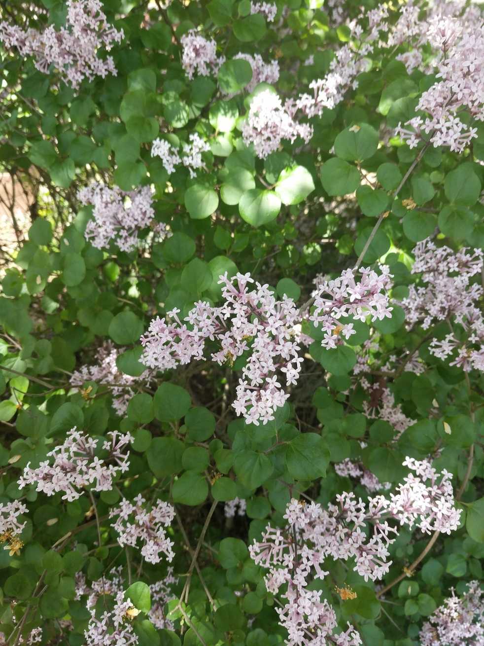 Syringa meyeri