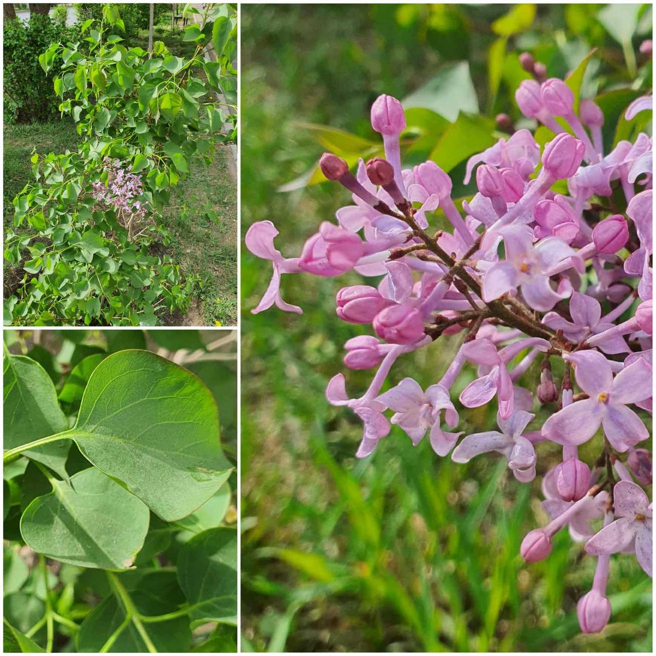 Syringa oblata