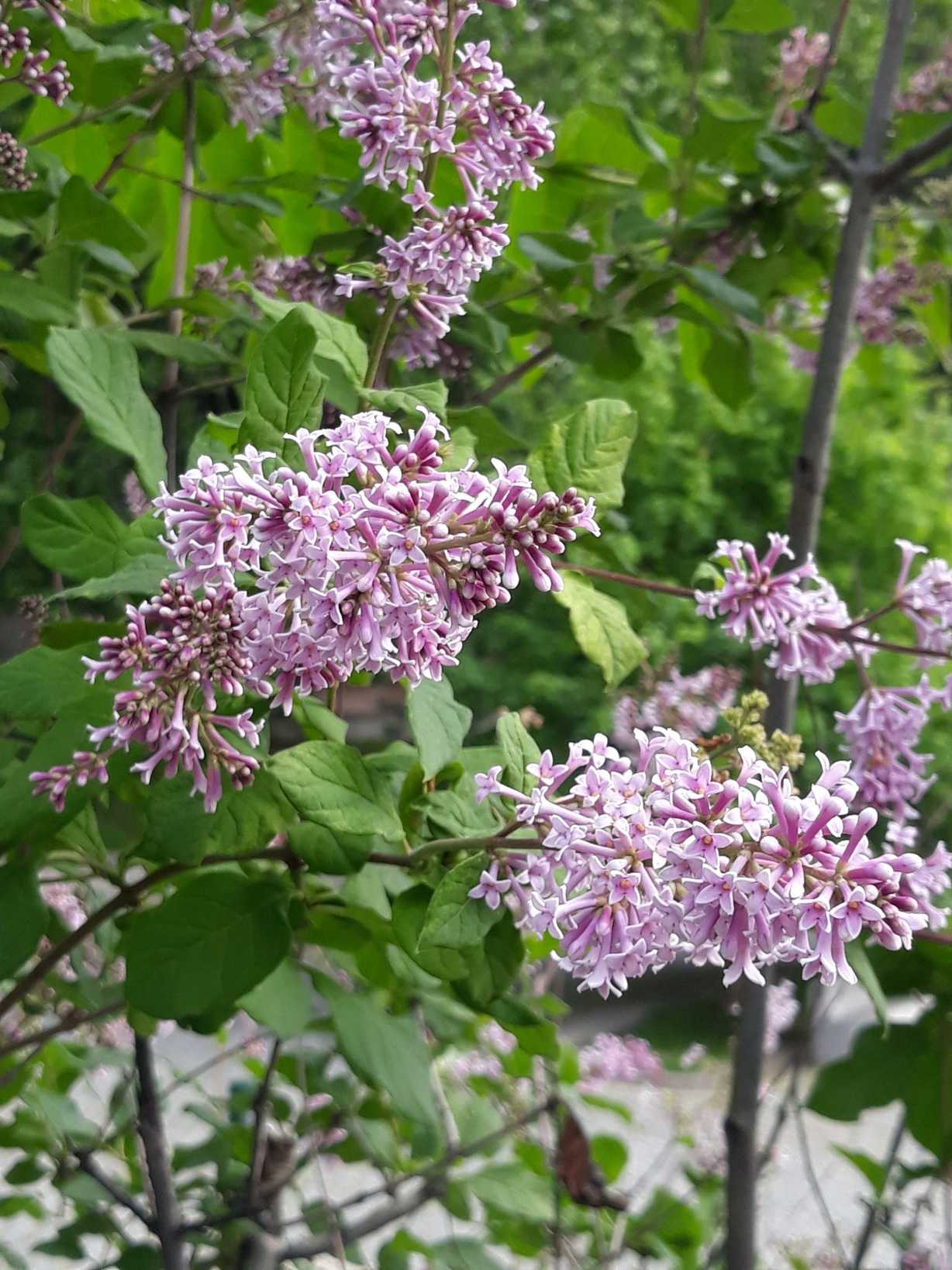Syringa persica