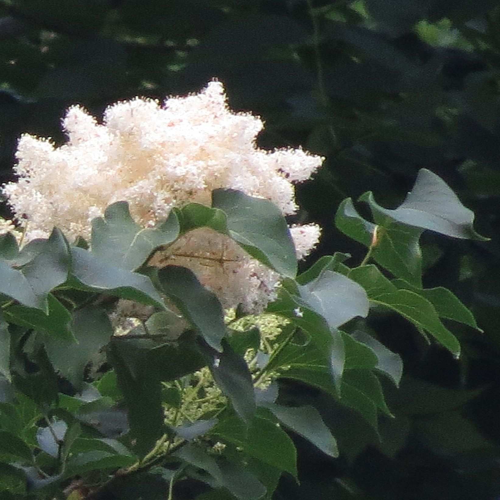 Syringa reticulata