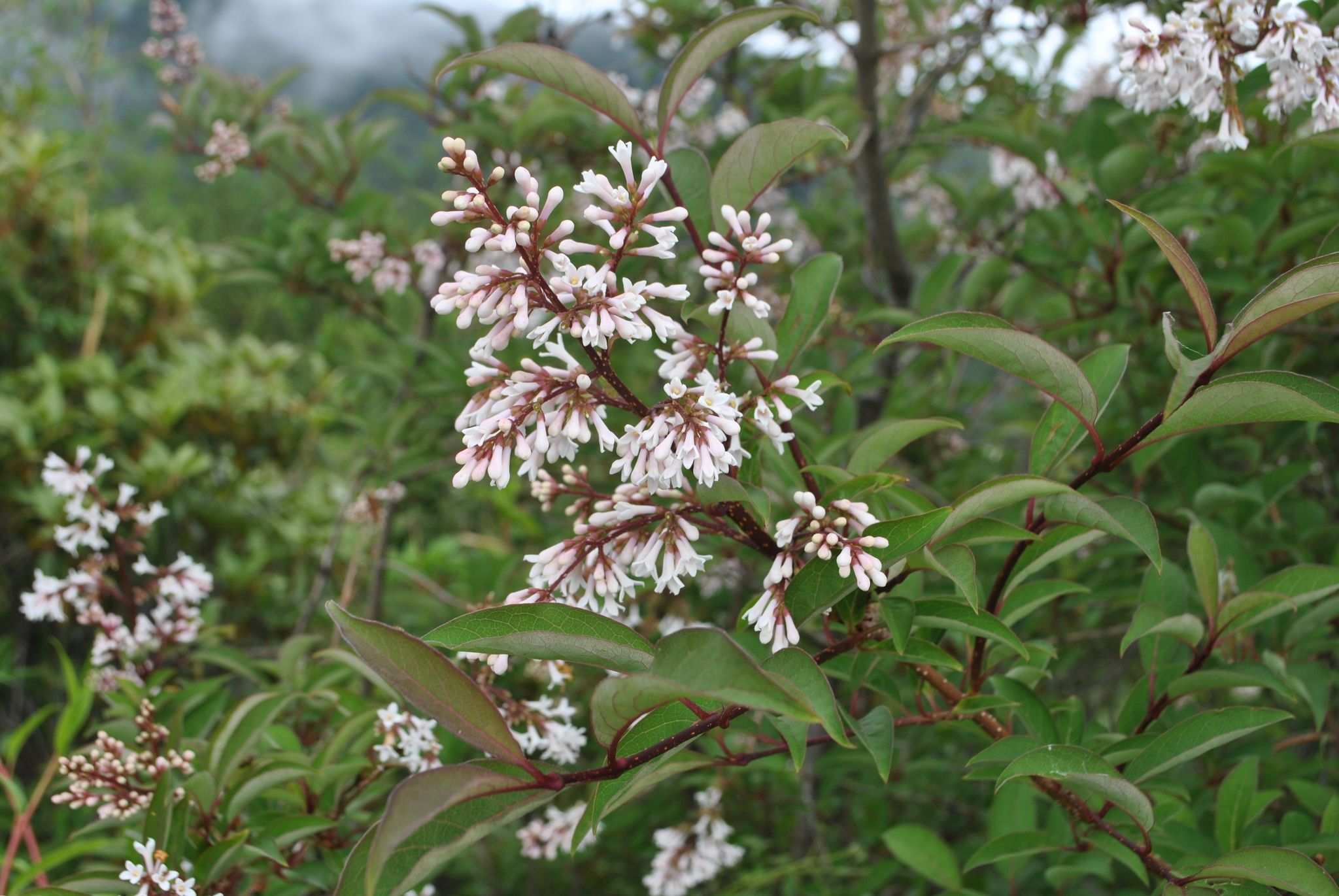 Syringa tomentella