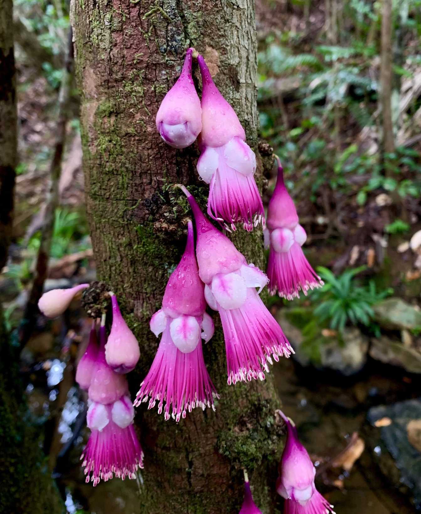 Syzygium acre