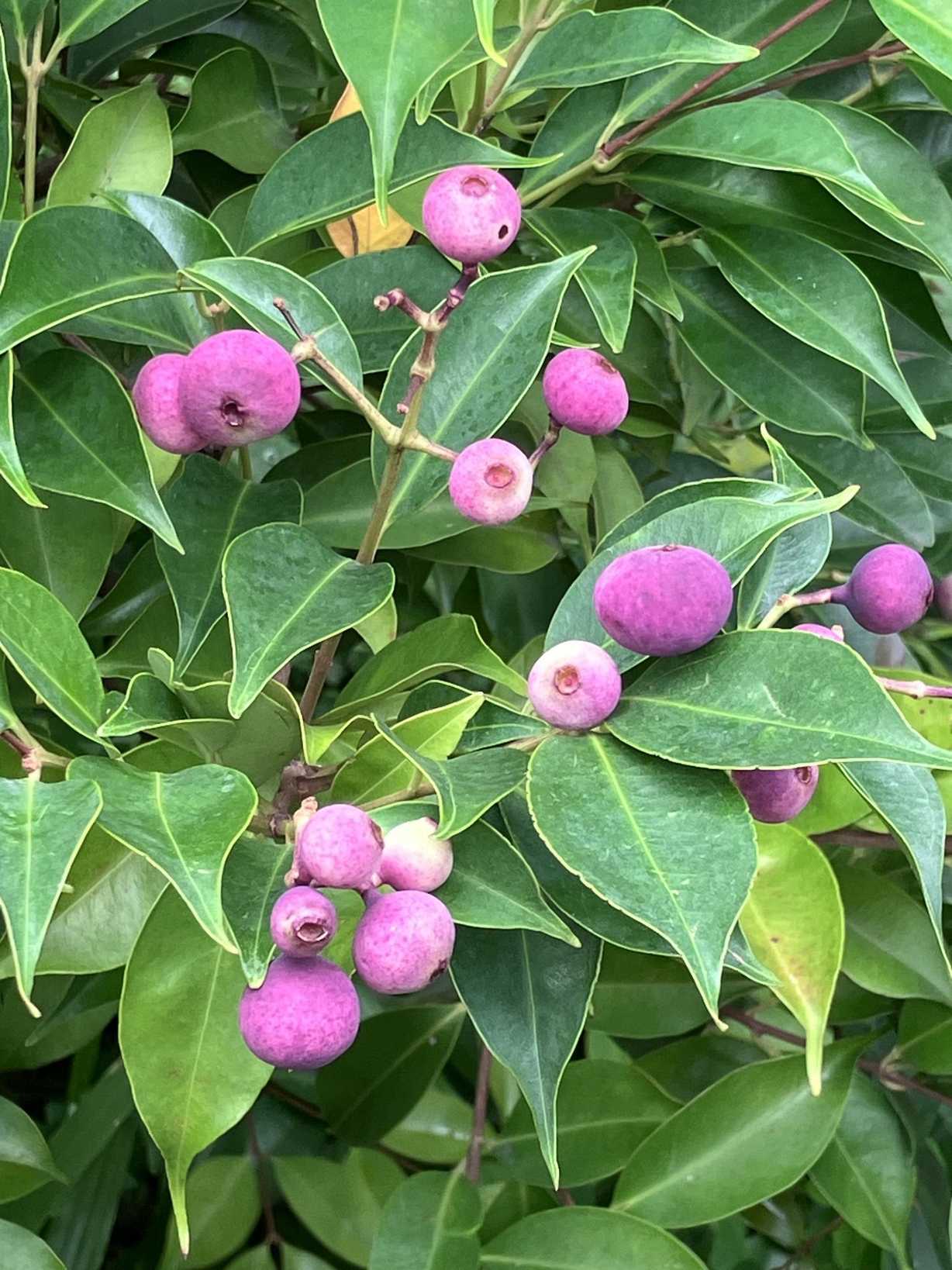 Syzygium acuminatissimum