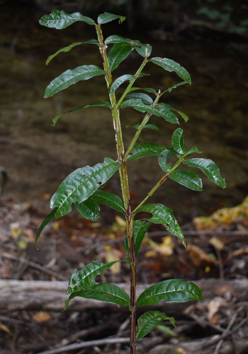 Syzygium alatoramulum