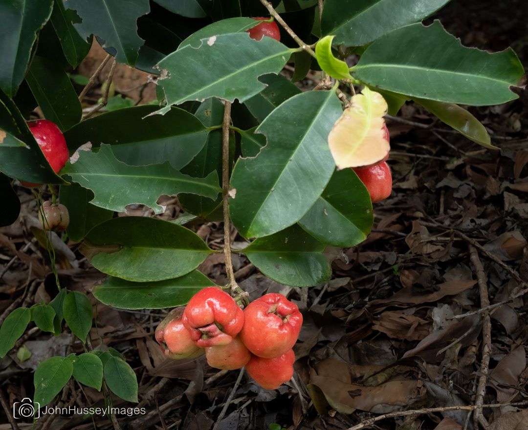 Syzygium alliiligneum