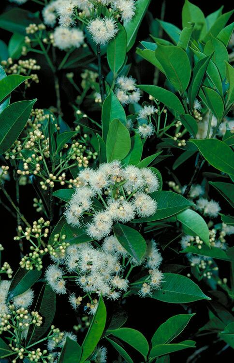 Syzygium angophoroides