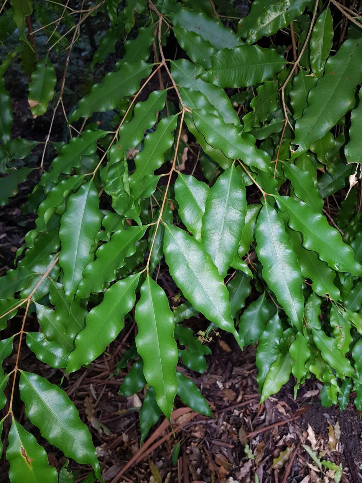 Syzygium anisatum